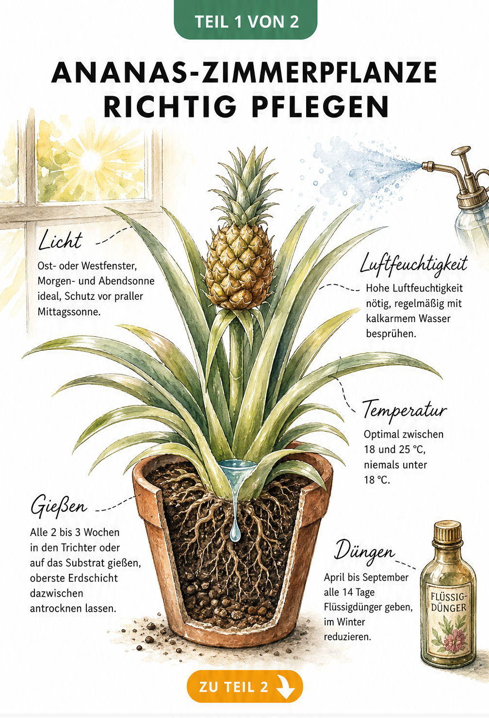 Botanische Illustration zur Pflege der Ananas-Zimmerpflanze mit Hinweisen zu Licht, Wasser und Dünger