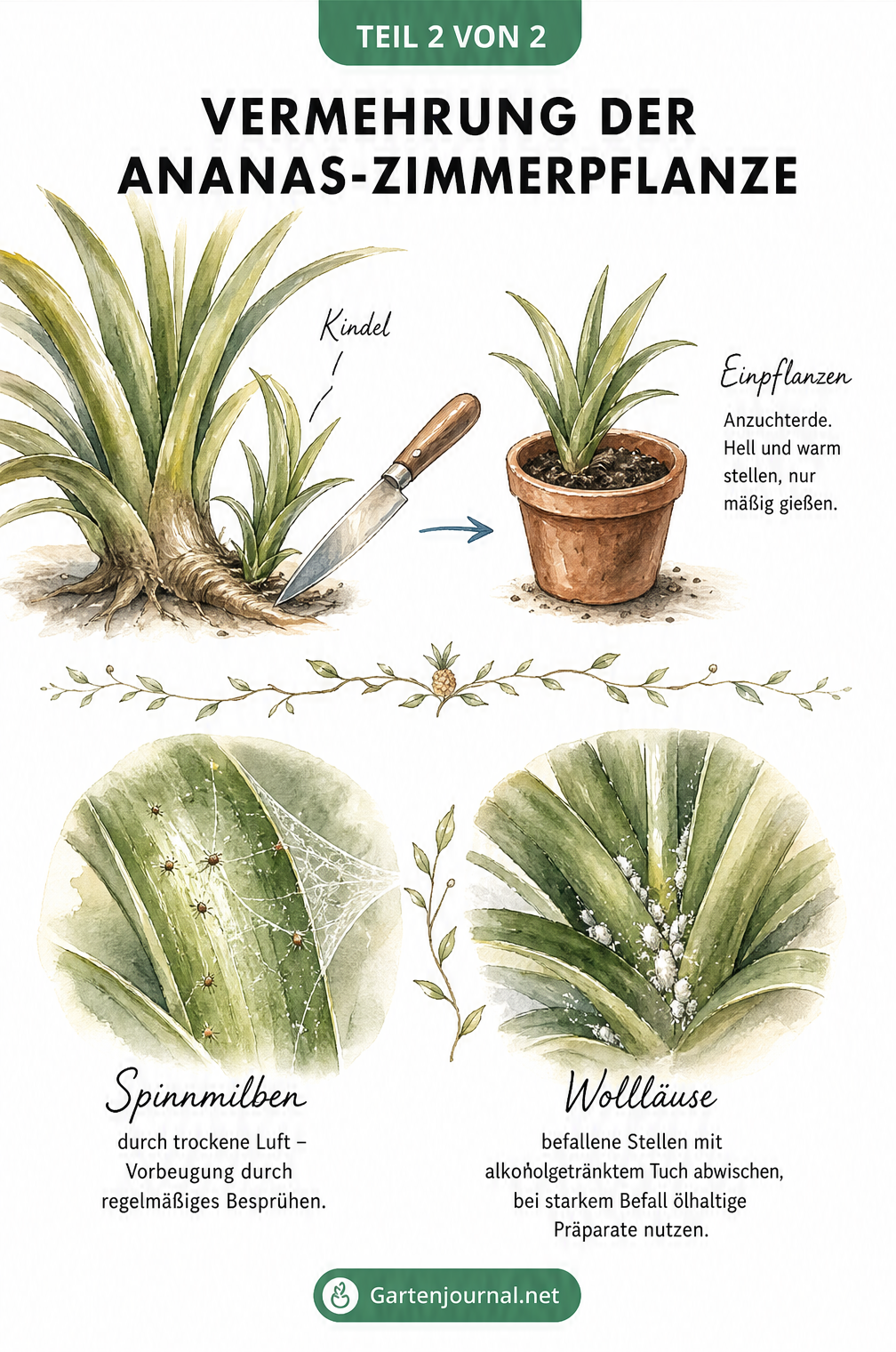 Illustration zur Vermehrung der Ananas-Zimmerpflanze durch Kindel und Tipps gegen Spinnmilben und Wollläuse