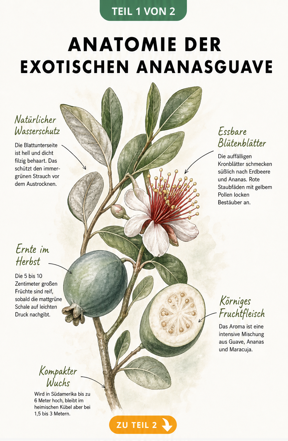 Botanische Illustration der Ananasguave mit Details zu Blättern, Blüten, Früchten und Wuchsform