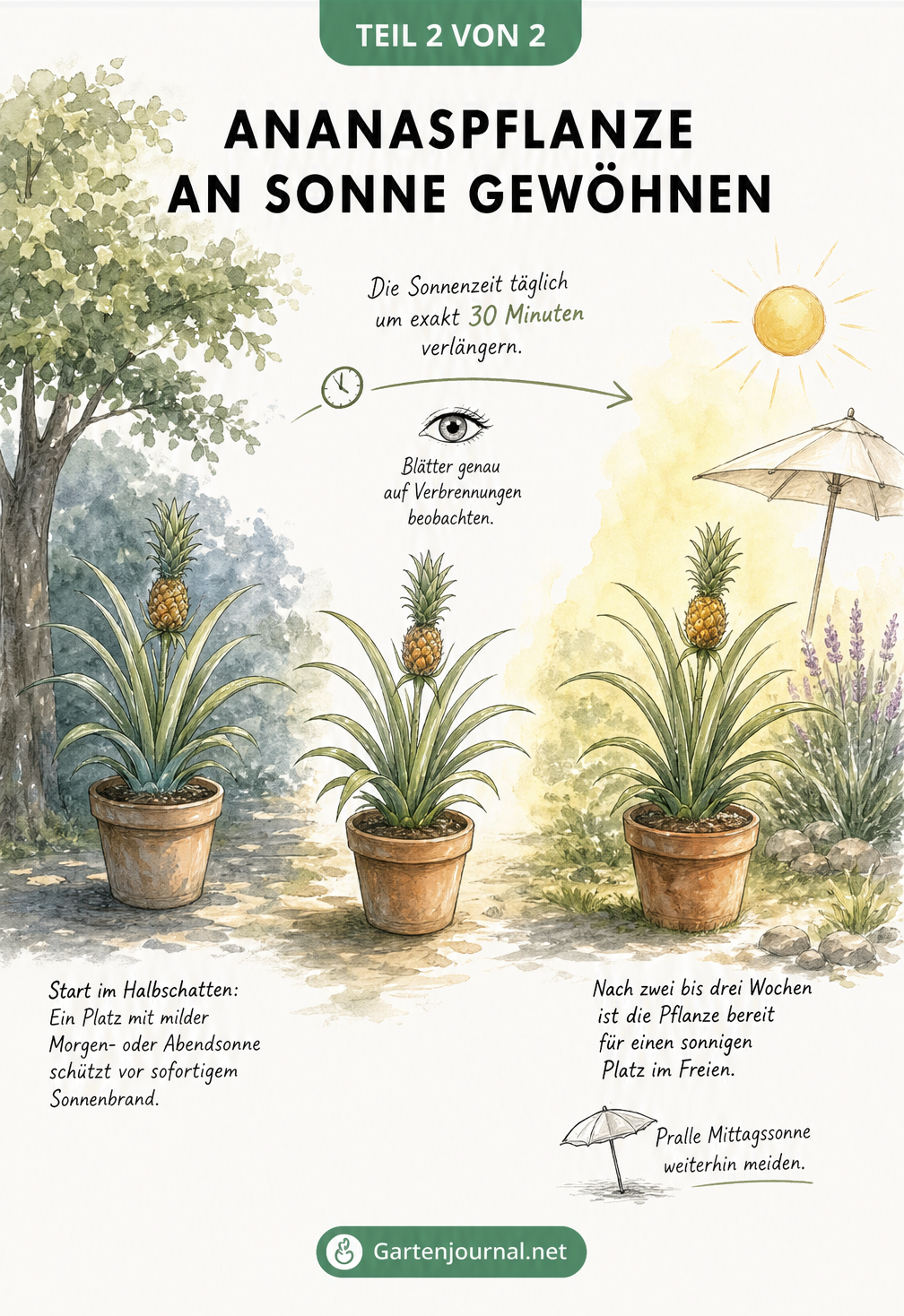 Illustration der schrittweisen Gewöhnung einer Ananaspflanze an die Sonne
