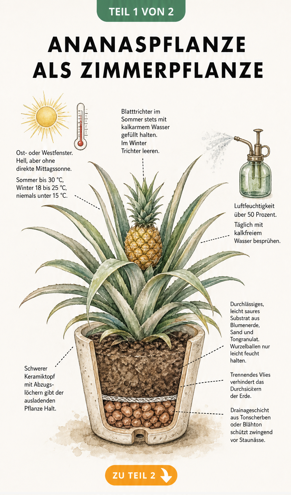 Botanische Illustration einer Ananaspflanze im Querschnitt mit Hinweisen zu Standort, Temperatur, Gießen und Substrat