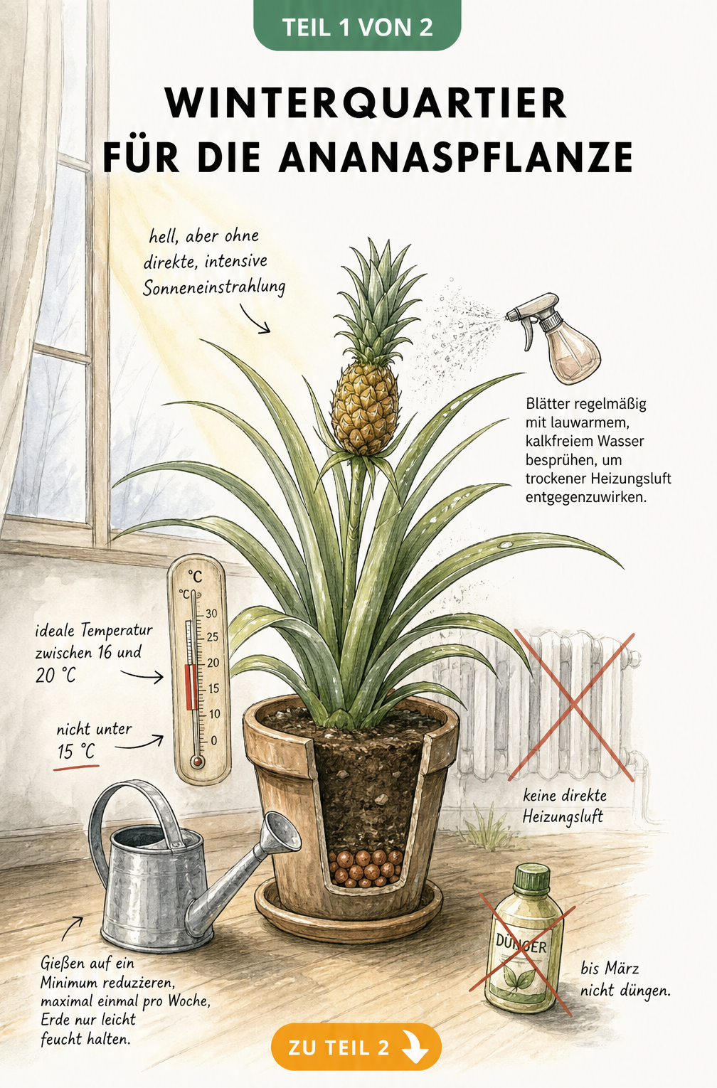Illustration einer Ananaspflanze im Topf am Fenster mit Thermometer und Gießkanne
