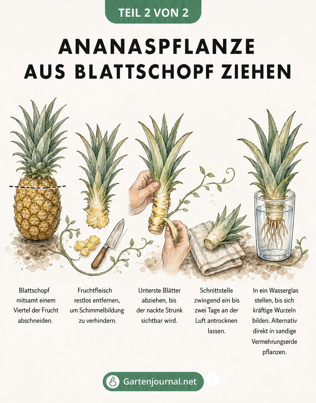Zeitleiste zur Vermehrung einer Ananaspflanze aus dem Blattschopf einer Frucht