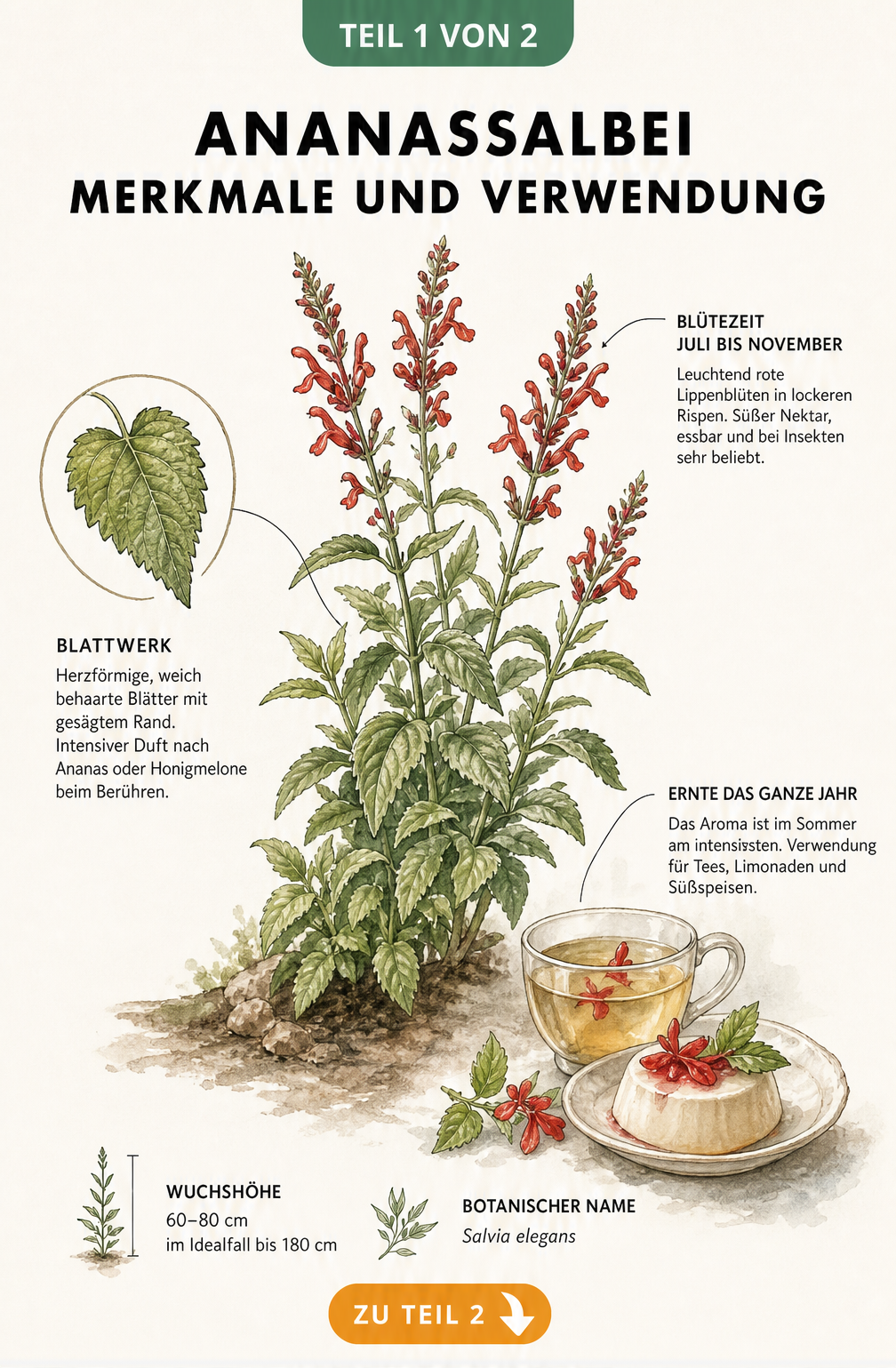 Botanische Illustration des Ananassalbeis mit Details zu Blättern, Blüten und Verwendung