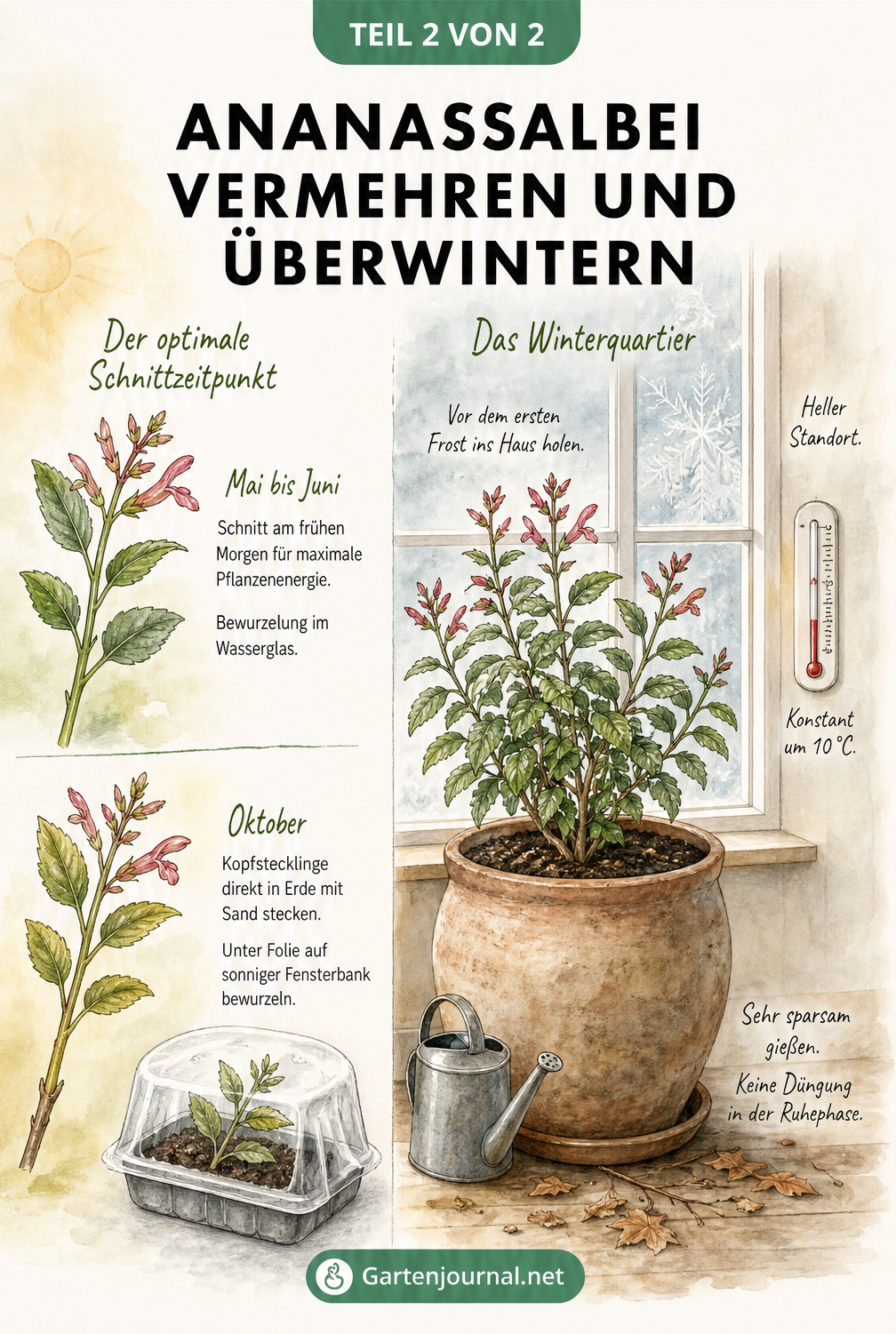 Illustration zum optimalen Schnittzeitpunkt und zur Überwinterung von Ananassalbei
