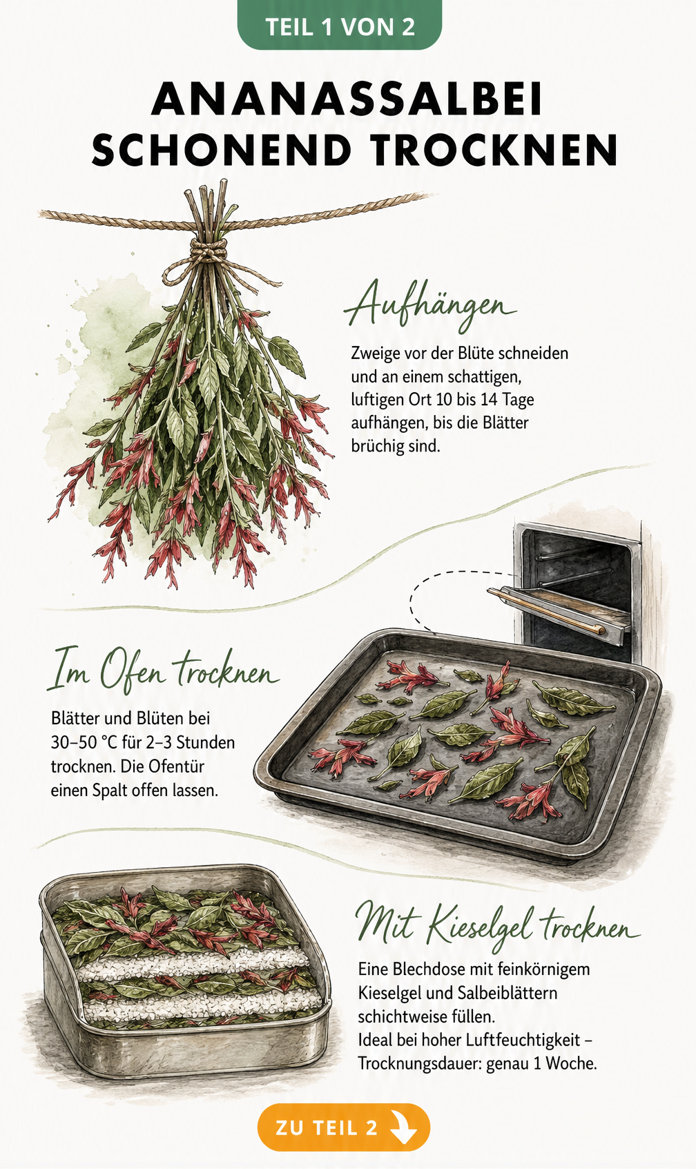 Illustration von drei Methoden zum Trocknen von Ananassalbei: Lufttrocknung, im Backofen und mit Kieselgel