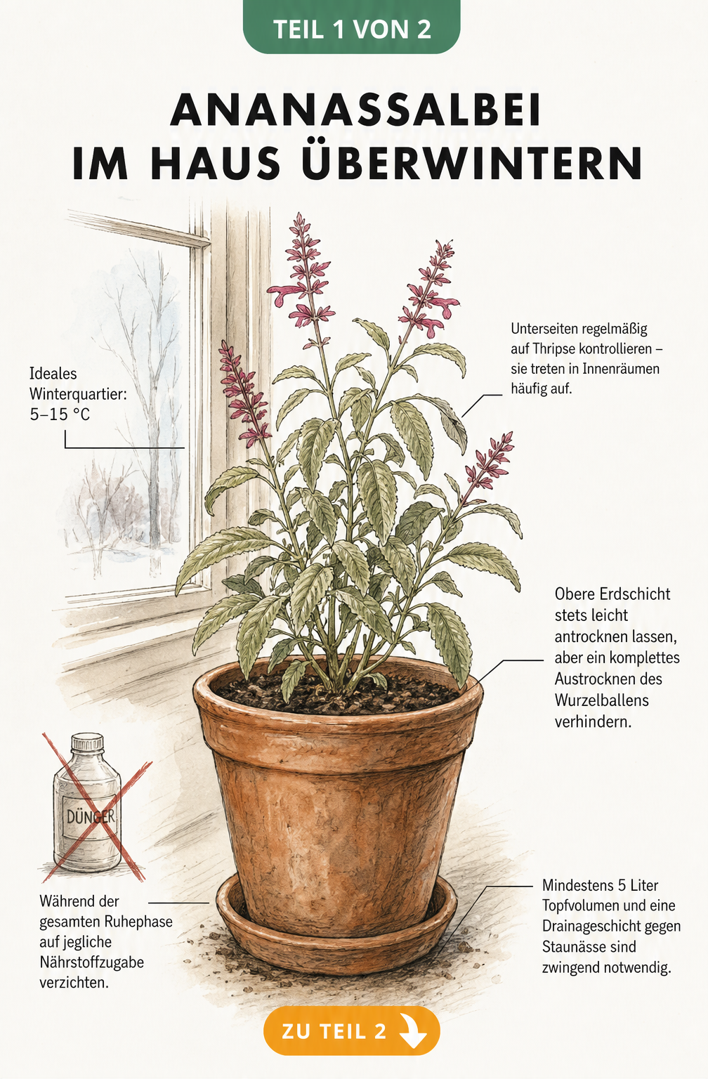 Botanische Illustration eines Ananassalbeis im Terrakotta-Topf am Fenster mit Hinweisen zur Überwinterung im Haus