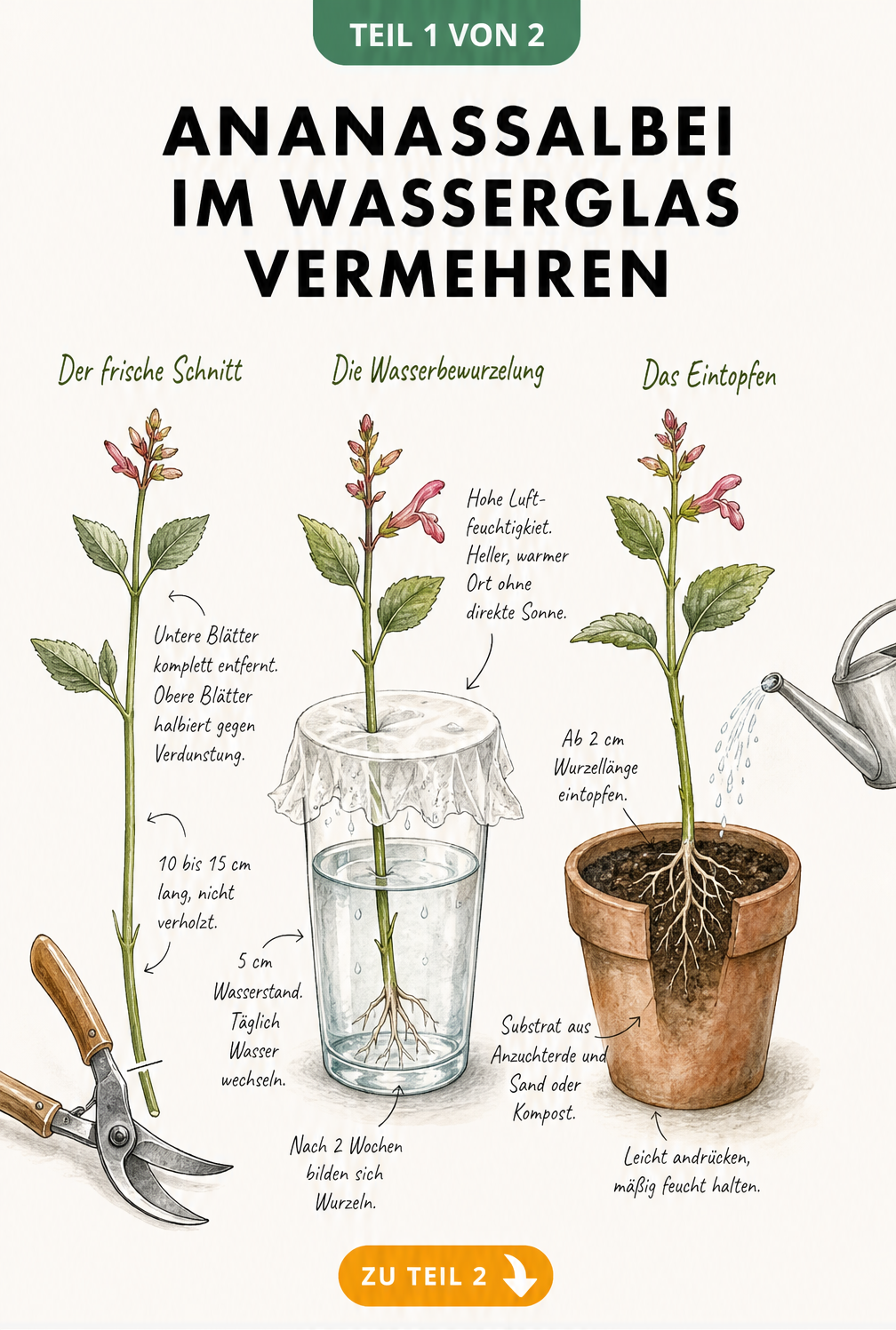Illustration der Vermehrung von Ananassalbei im Wasserglas in drei Schritten: Schnitt, Bewurzelung und Eintopfen