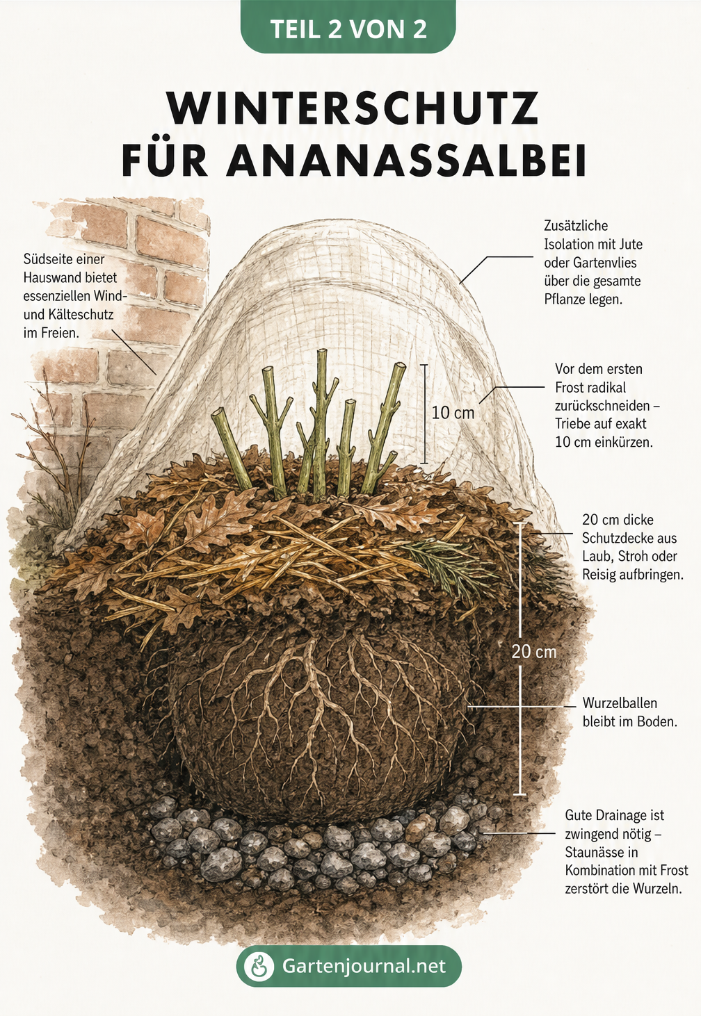 Schnittzeichnung eines Ananassalbeis im Gartenbeet mit Winterschutz aus Laub, Stroh und Vlies