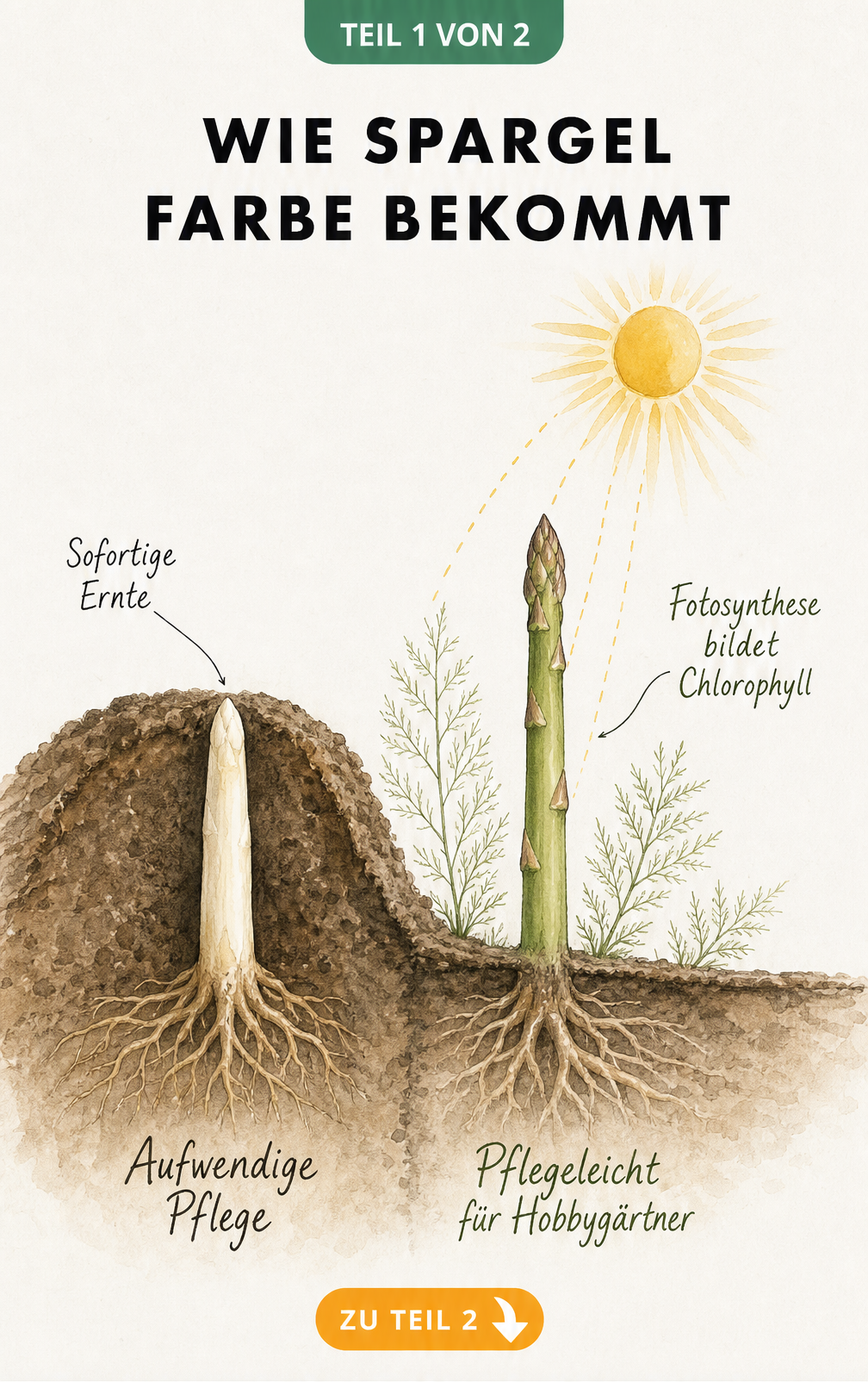 Querschnitt eines Gartenbeets mit weissem und gruenem Spargel, der den Einfluss von Sonnenlicht und Pflegeaufwand zeigt