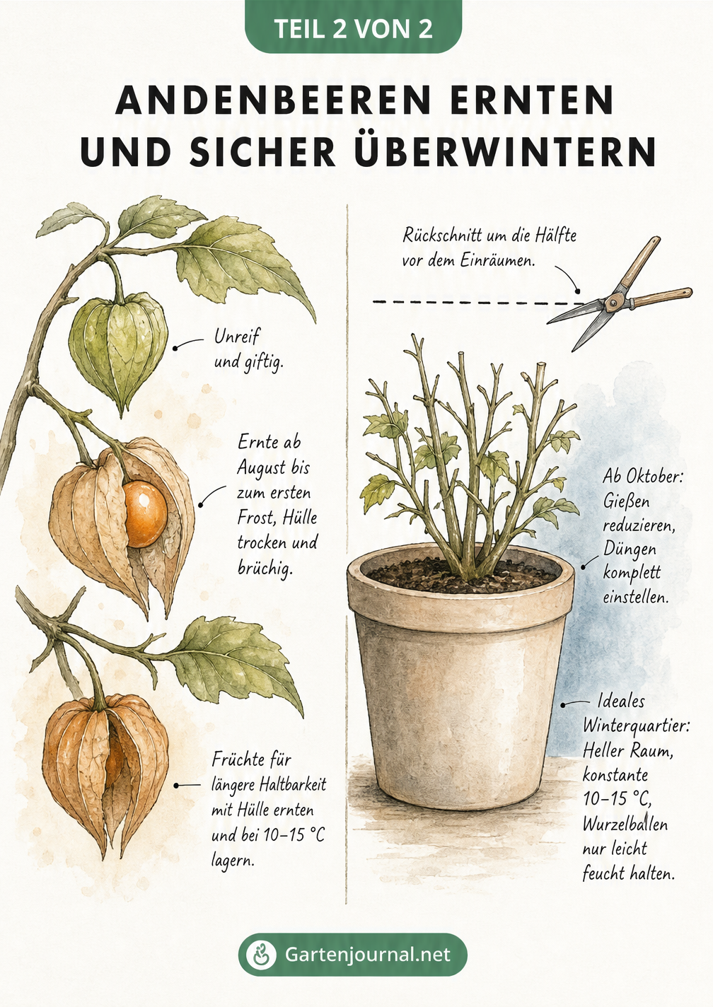 Illustration von Andenbeeren in verschiedenen Reifestadien und einer zurückgeschnittenen Pflanze im Winterquartier