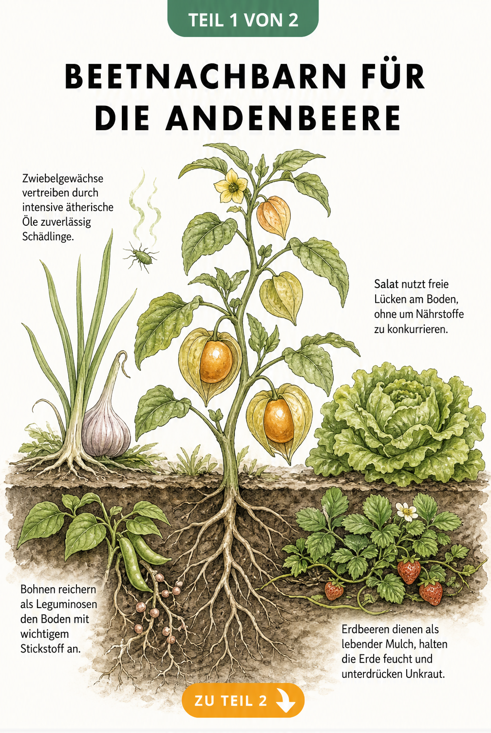 Botanische Illustration einer Andenbeere mit guten Beetnachbarn wie Buschbohne, Erdbeere, Knoblauch und Kopfsalat