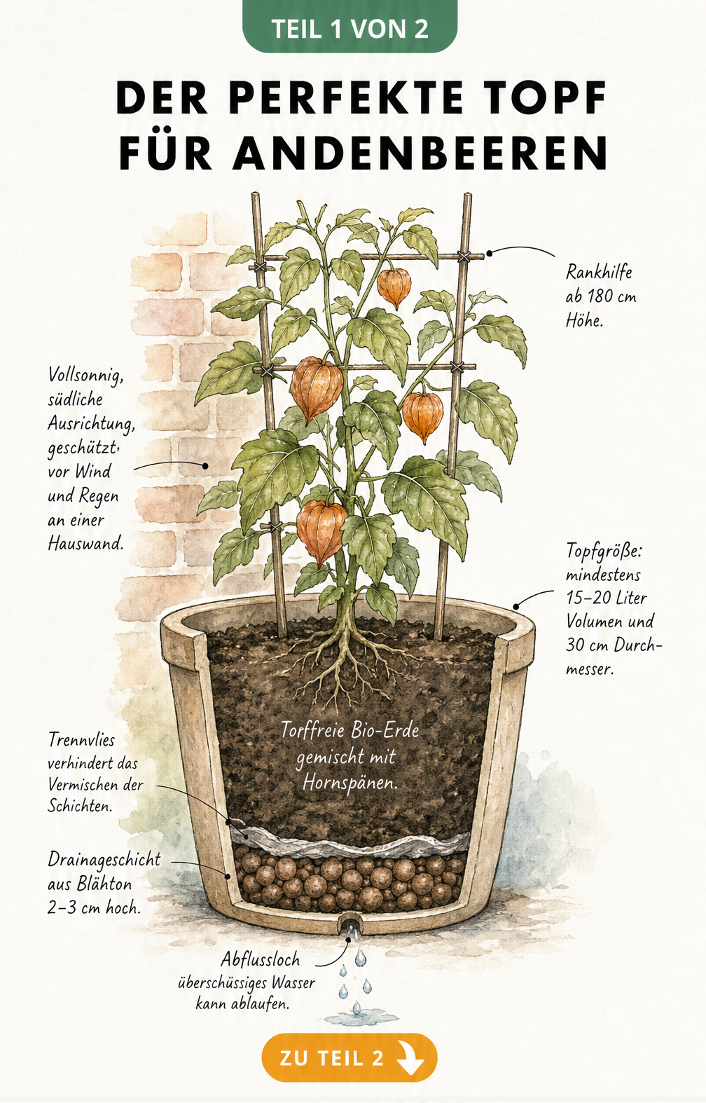 Querschnitt eines großen Pflanztopfes für Andenbeeren mit Drainageschicht, Trennvlies und Bio-Erde sowie einer Rankhilfe