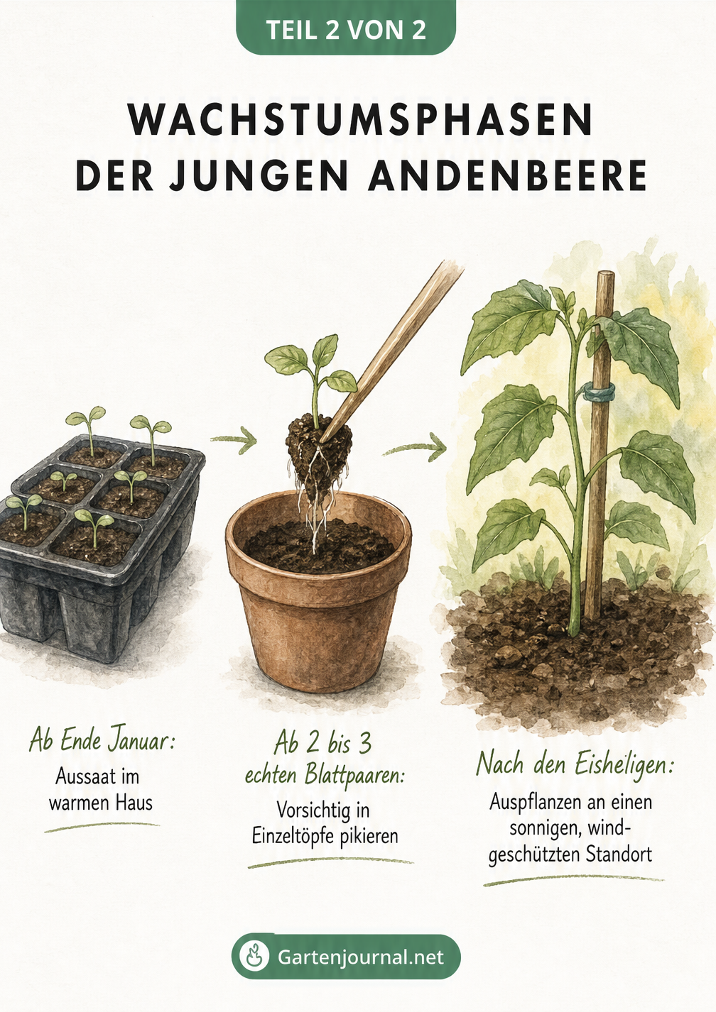 Drei Wachstumsphasen der Andenbeere: Keimlinge in der Anzuchtschale, Pikieren eines Sämlings in einen Topf und eine junge Pflanze im Gartenbeet.