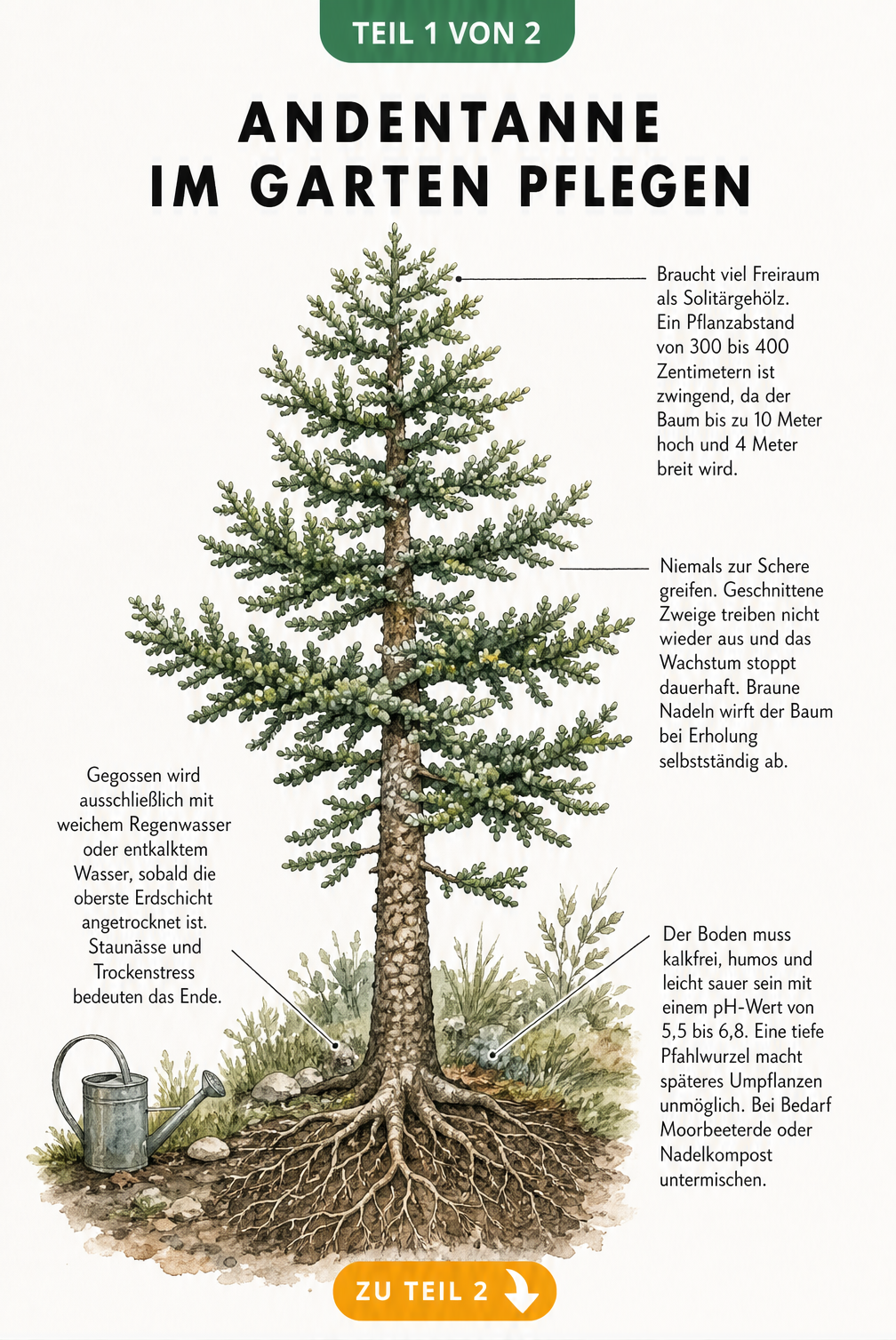 Botanische Illustration einer Andentanne mit Pflegehinweisen zu Standort, Gießen, Boden und Schnitt