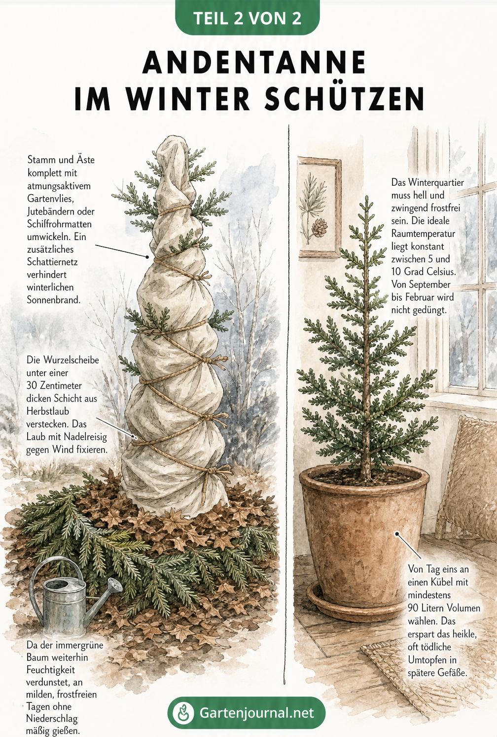 Illustration einer Andentanne im Freiland und im Kübel mit Winterschutz-Maßnahmen