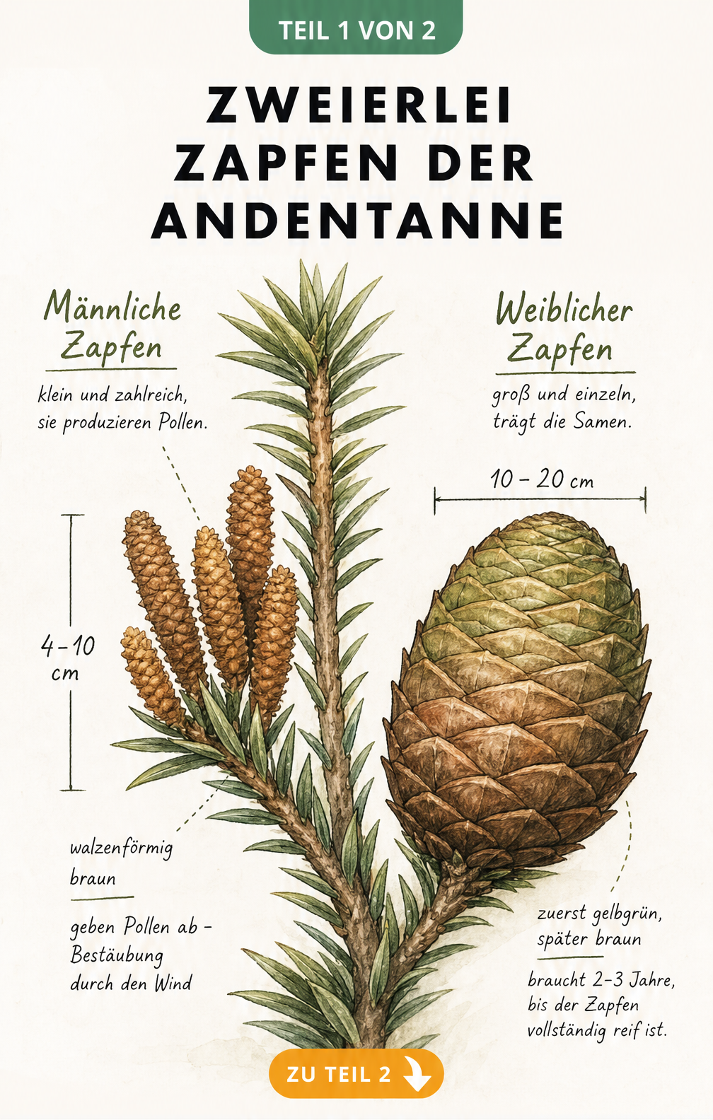 Botanische Illustration der männlichen und weiblichen Zapfen der Andentanne mit Größenangaben