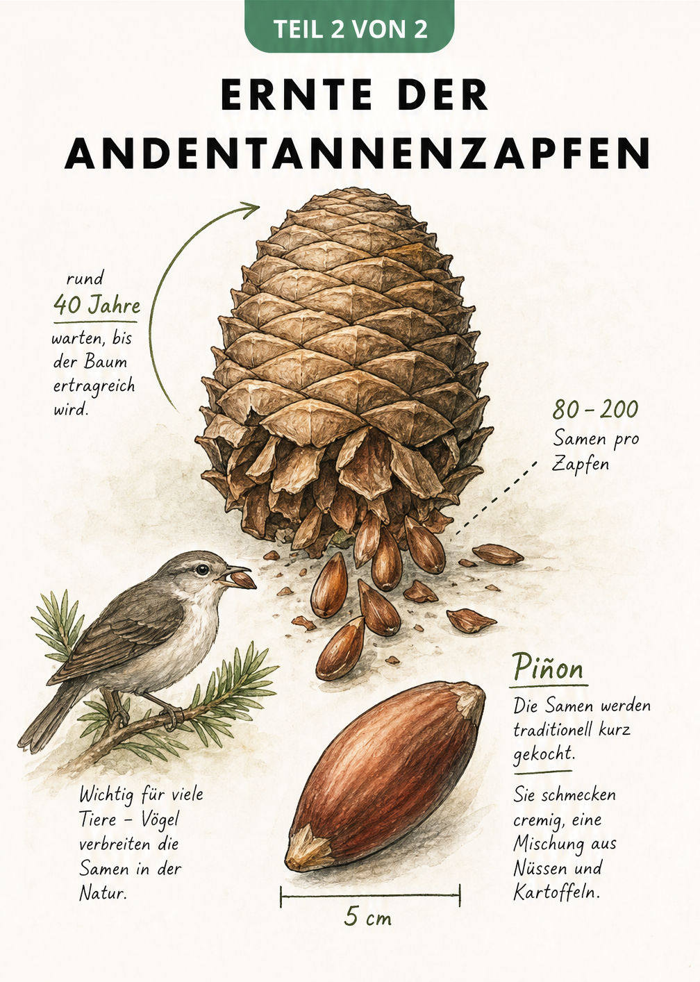 Illustration eines reifen, aufbrechenden Andentannen-Zapfens mit herausfallenden Samen