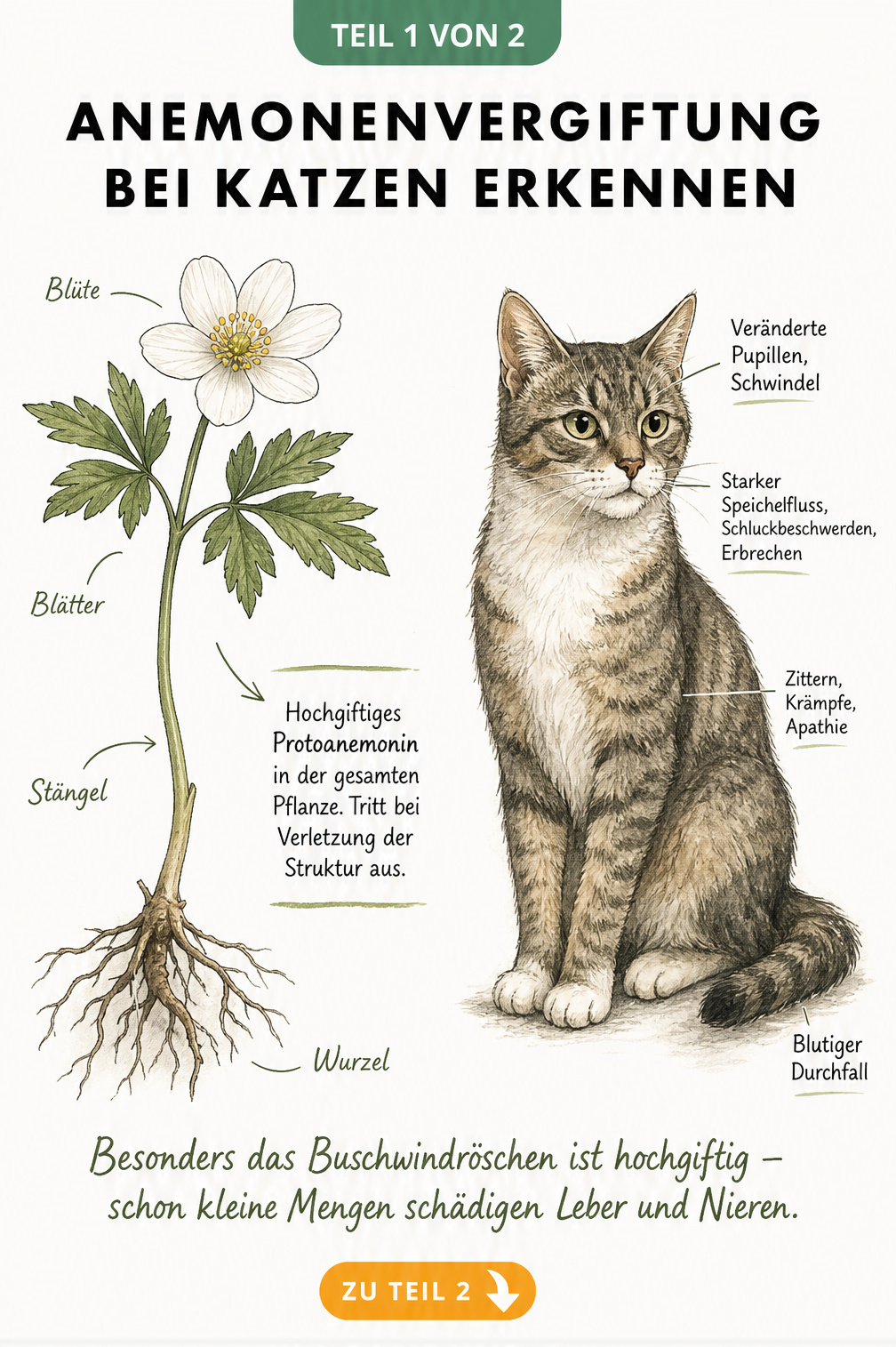 Botanische Zeichnung einer Anemone und einer Katze mit Symptomen einer Vergiftung durch Protoanemonin