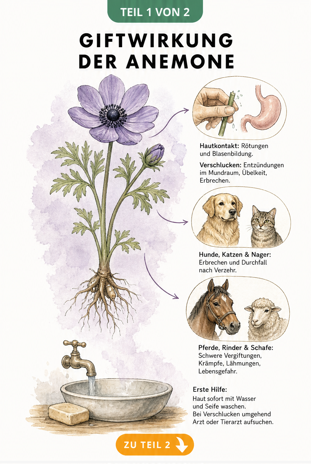 Botanische Illustration einer Anemone mit Vignetten zu Vergiftungssymptomen bei Mensch und Tier
