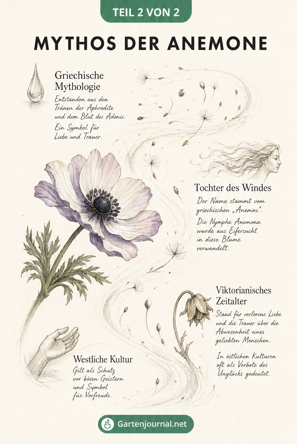 Illustration einer sich im Wind neigenden Anemone mit fliegenden Samenständen und Erklärungen zu ihrer mythologischen Herkunft.