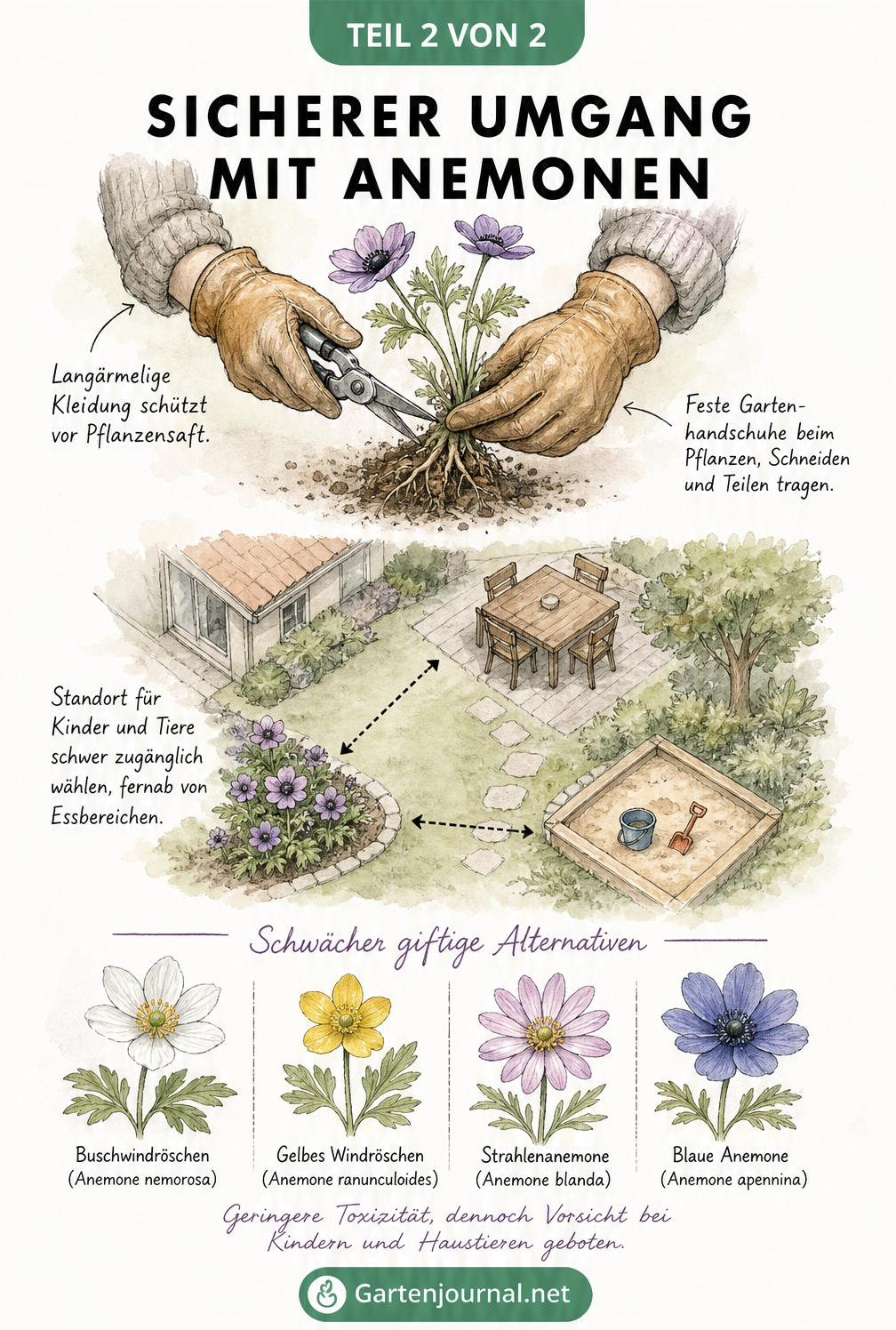 Skizze zum sicheren Umgang mit Anemonen im Garten und schwächer giftigen Alternativen
