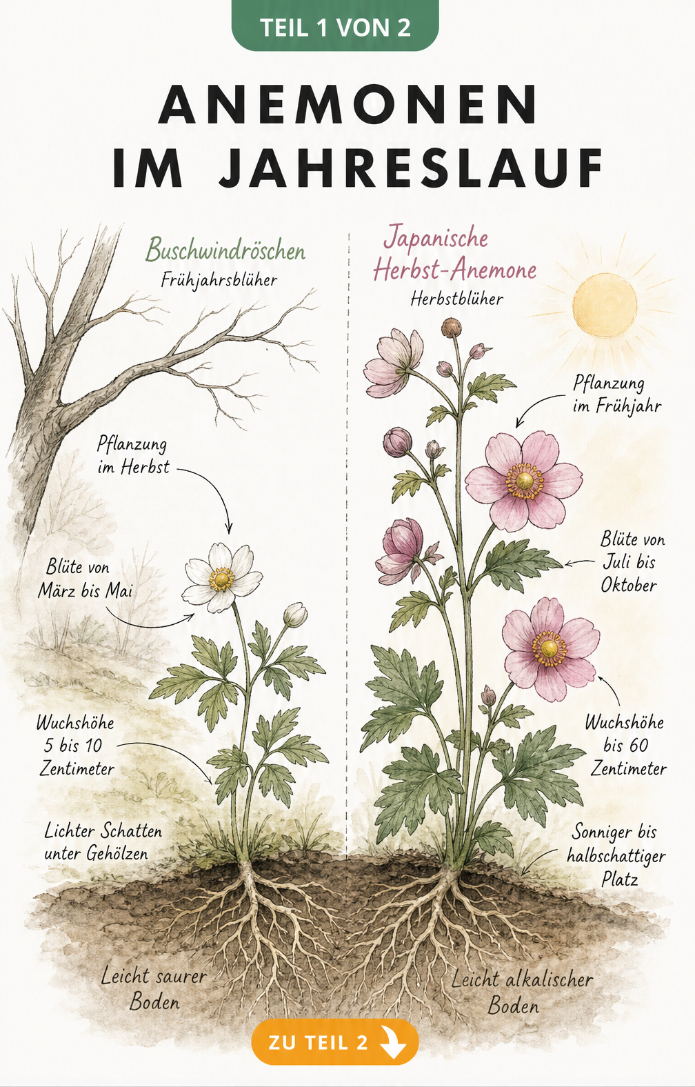 Botanische Illustration von Buschwindröschen und Japanischer Herbst-Anemone mit Notizen zu Pflanzzeit, Blütezeit, Wuchshöhe und Standort.