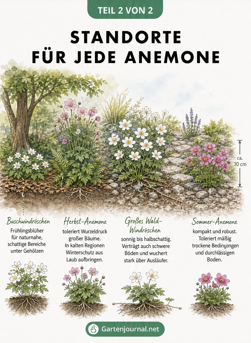 Gartenarchitektur-Skizze mit verschiedenen Anemonen-Arten an ihren idealen Standorten