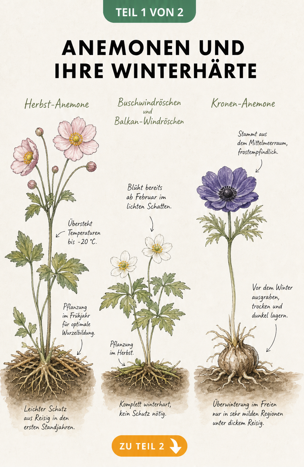Botanische Illustration von Herbst-Anemone, Buschwindröschen und Kronen-Anemone mit Hinweisen zur Winterhärte