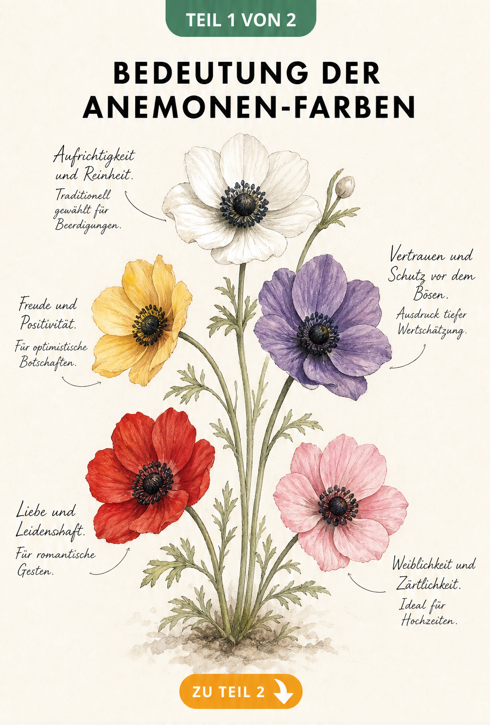 Botanische Vintage-Illustration von fünf Anemonen-Blüten in Weiß, Gelb, Lila, Rot und Rosa mit Erklärungen ihrer symbolischen Bedeutung.