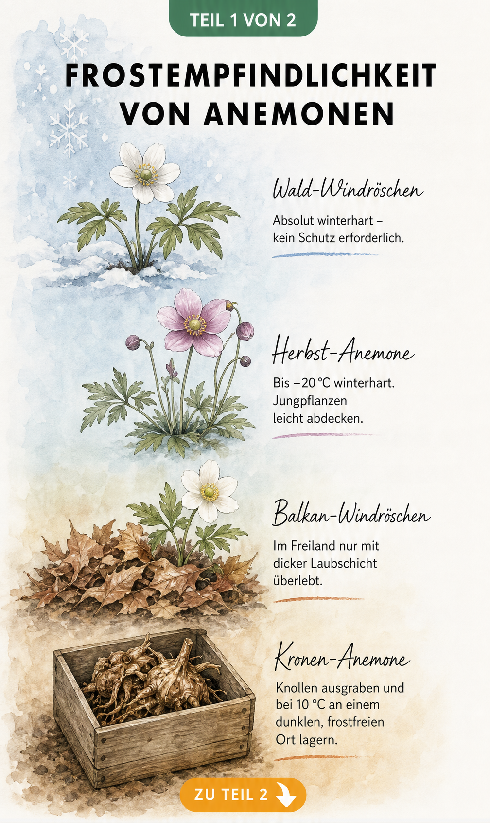 Botanische Illustration von vier Anemonen-Arten, die ihre unterschiedliche Frostempfindlichkeit und Winterhärte zeigt.