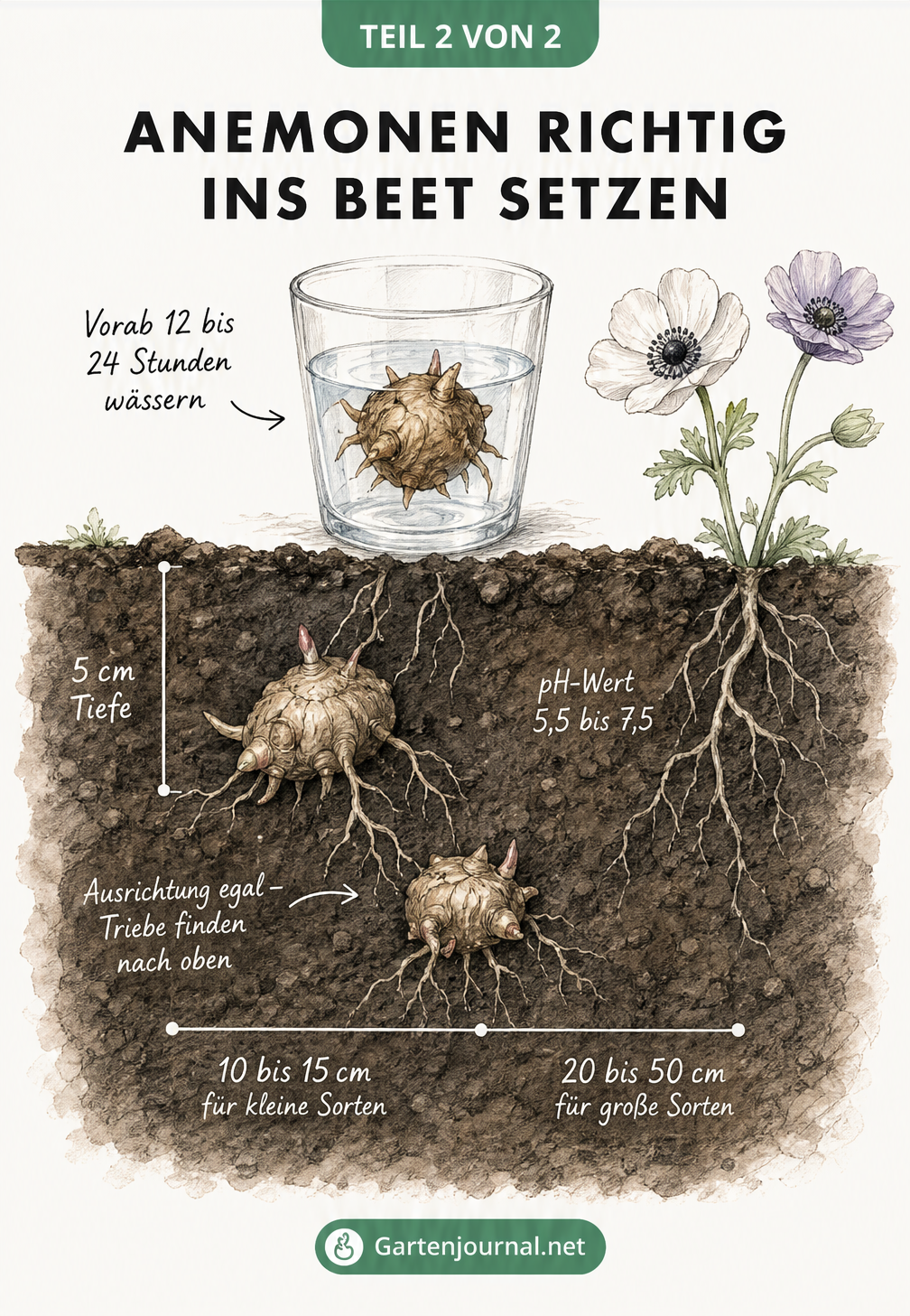 Querschnitt-Zeichnung zur Pflanzung von Anemonen-Knollen mit Pflanztiefe und Pflanzabstand
