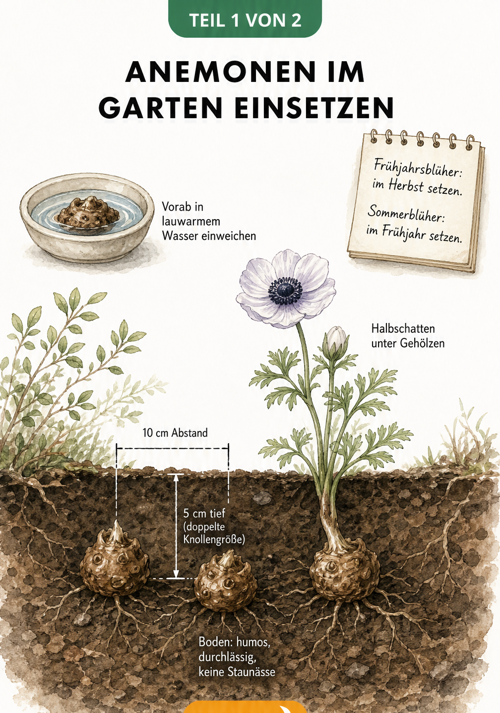 Schnittbild des Erdbodens zeigt das Einpflanzen von Anemonen-Knollen mit Pflanztiefe und Abstand