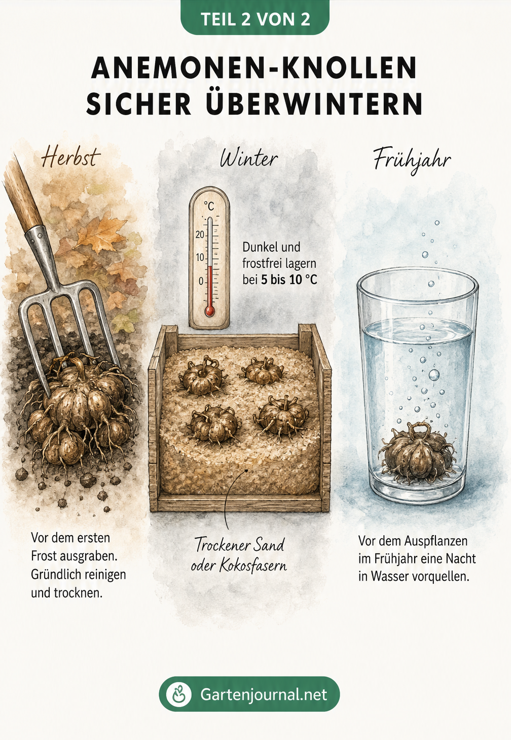 Drei illustrierte Szenen zur Überwinterung von Anemonen-Knollen: Ausgraben im Herbst, frostfreie Lagerung in Sand und Vorquellen im Frühjahr.