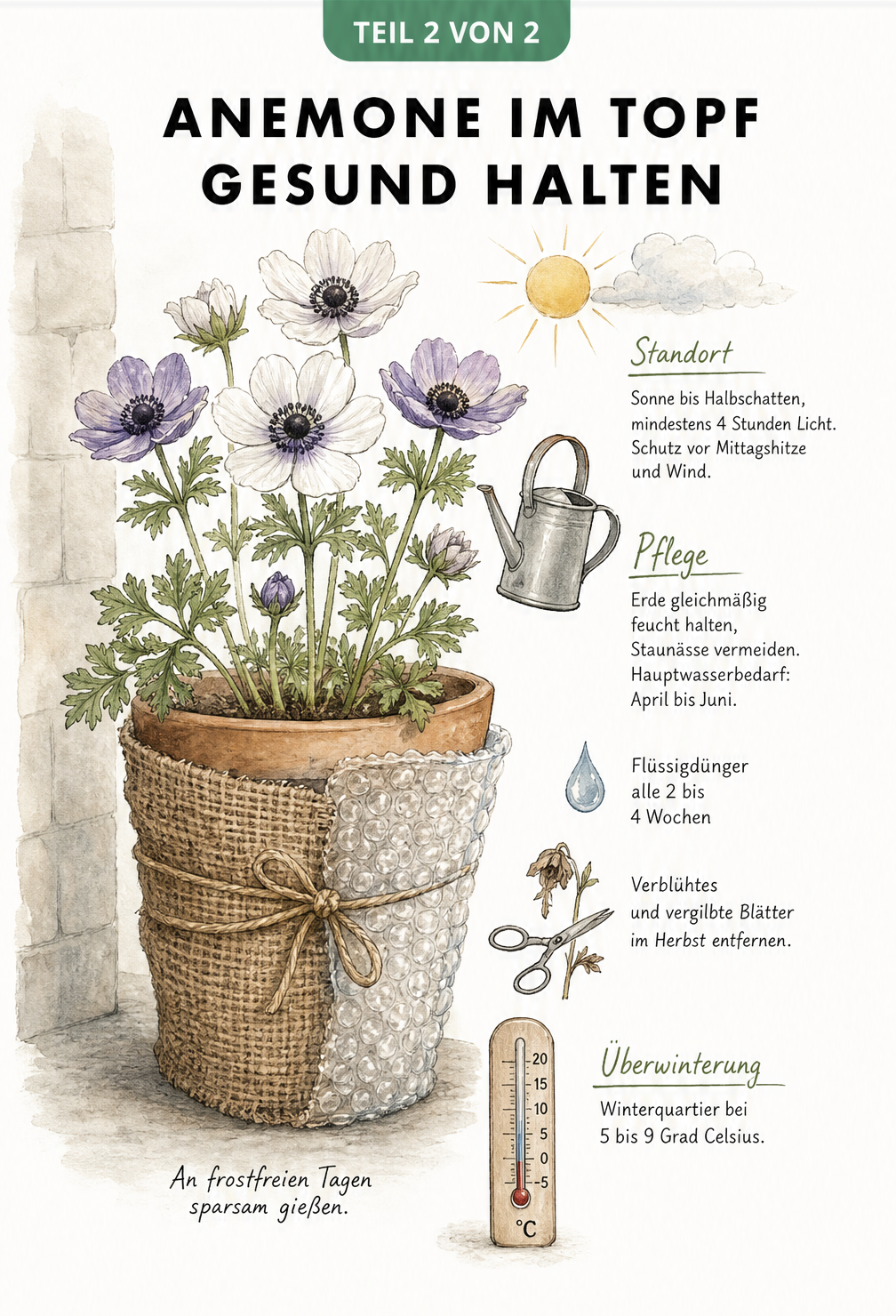 Illustration einer blühenden Anemone im Topf mit Hinweisen zu Standort, Gießen, Düngen und Überwinterung