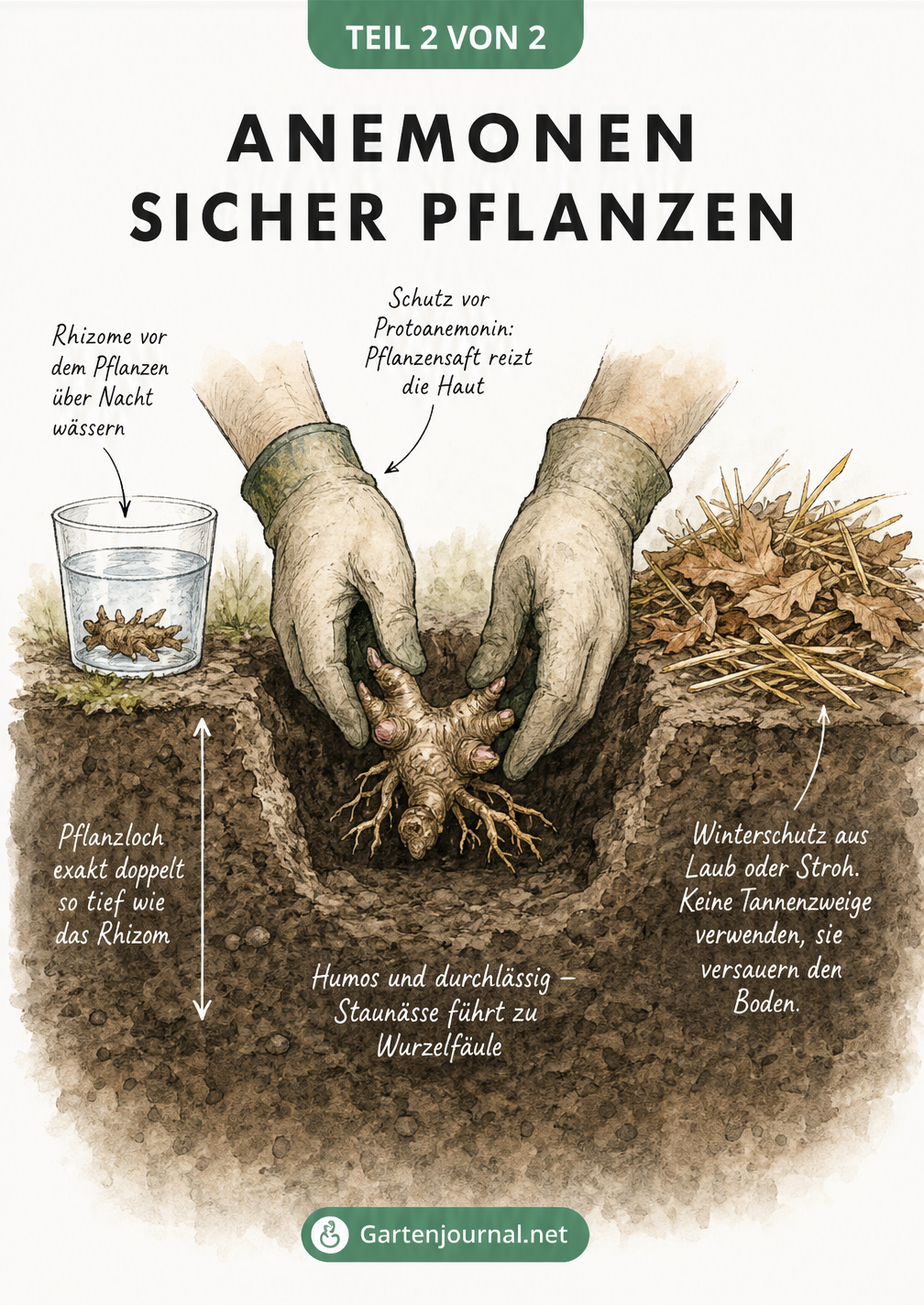 Querschnitt einer Pflanzgrube mit Händen in Gartenhandschuhen, die ein Anemonen-Rhizom einsetzen, inklusive Hinweisen zu Wässerung, Pflanztiefe und...