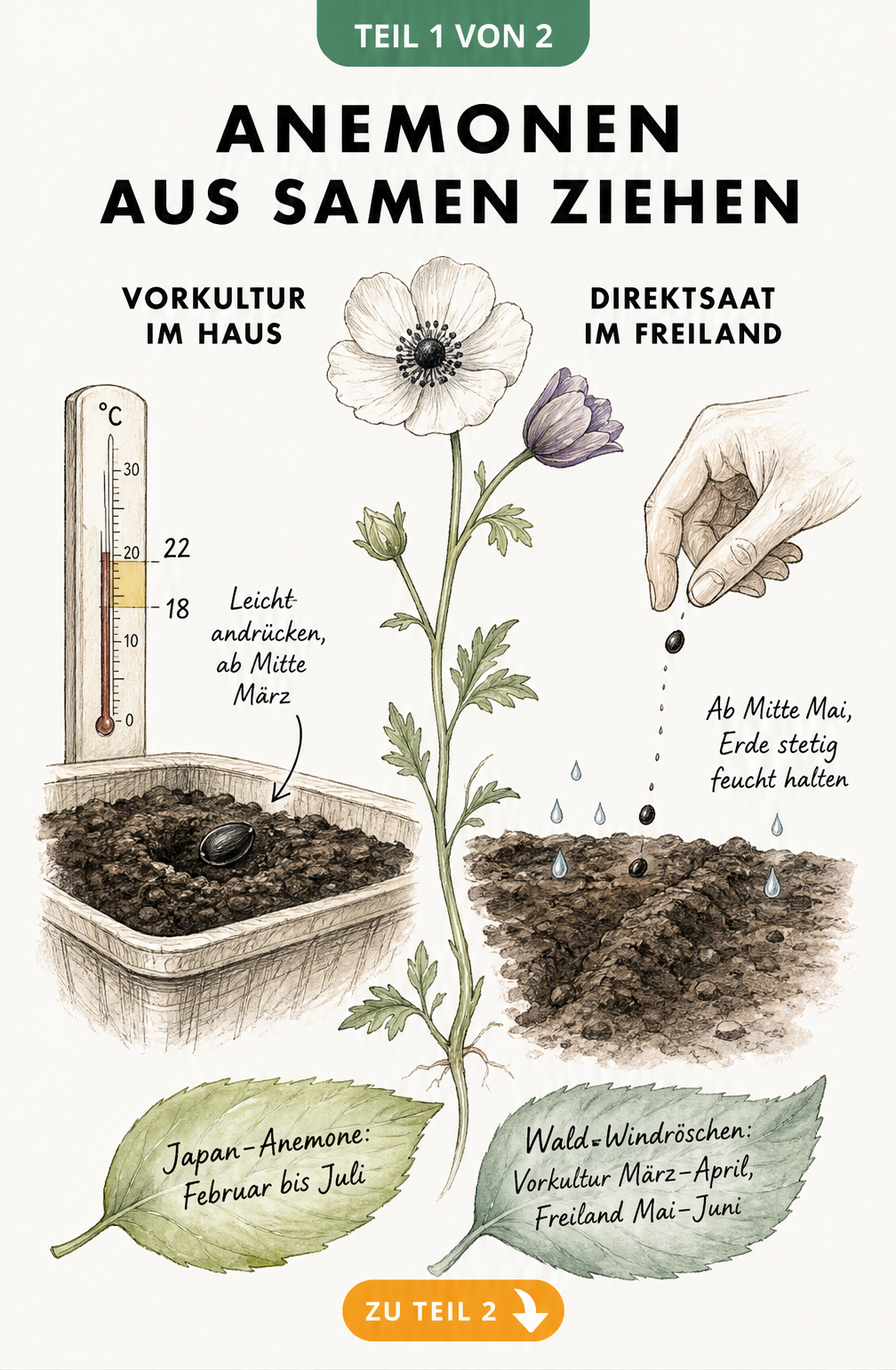 Botanische Illustration zur Aussaat von Anemonen-Samen: Vorkultur im Haus und Direktsaat im Freiland