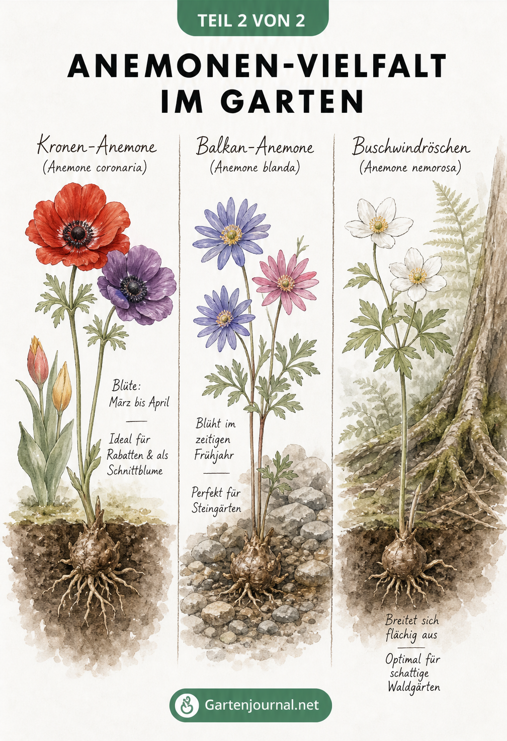 Illustration von drei Anemonen-Arten: Kronen-Anemone, Balkan-Anemone und Buschwindröschen mit Standort-Tipps