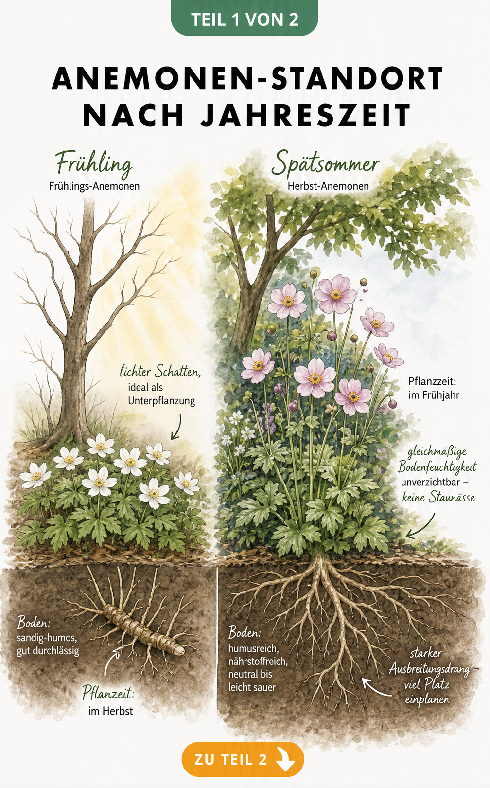 Botanische Illustration von Frühlings- und Herbst-Anemonen mit Standortansprüchen