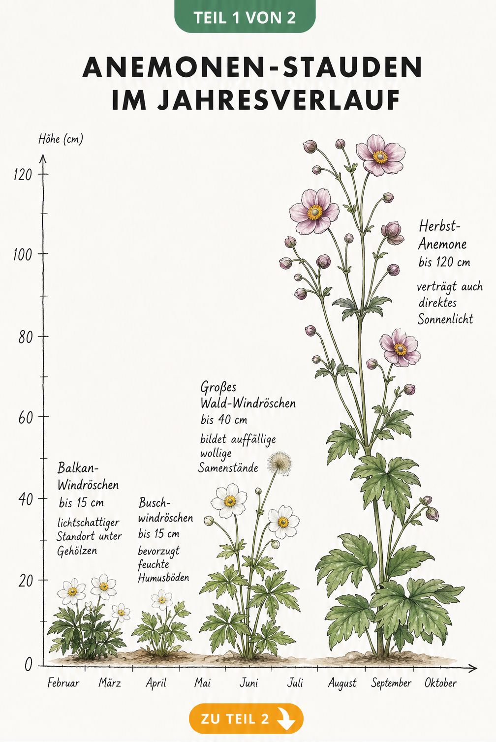 Botanische Skizze der Anemonen-Stauden im Jahresverlauf mit Blütezeiten und Wuchshöhen