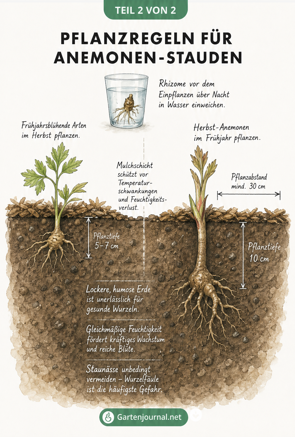 Illustration zur Pflanzung von Anemonen-Stauden mit Pflanztiefe und Bodenbeschaffenheit