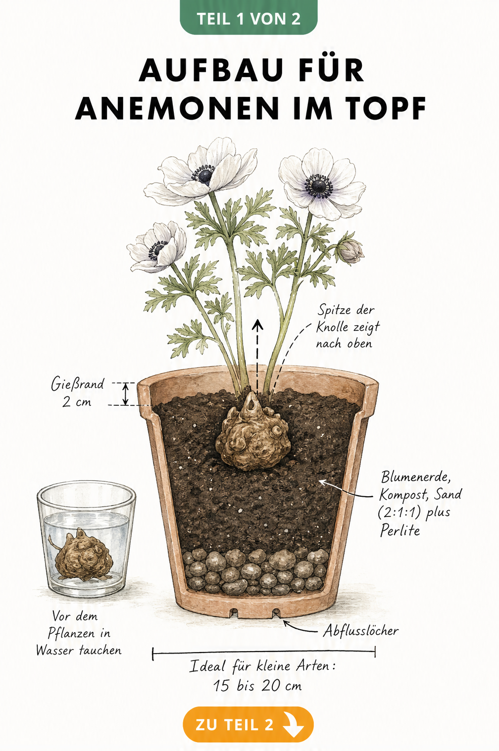 Querschnitt eines Tontopfs mit Anemonen-Knolle, Drainageschicht und Erdmischung