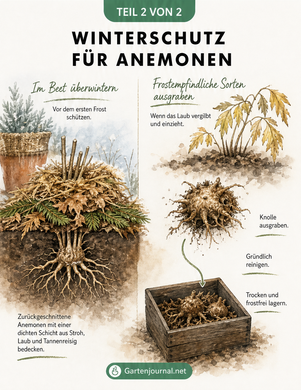 Querschnitts-Zeichnung, die den Winterschutz für Anemonen im Beet und die frostfreie Überwinterung von Knollen in einer Kiste vergleicht.