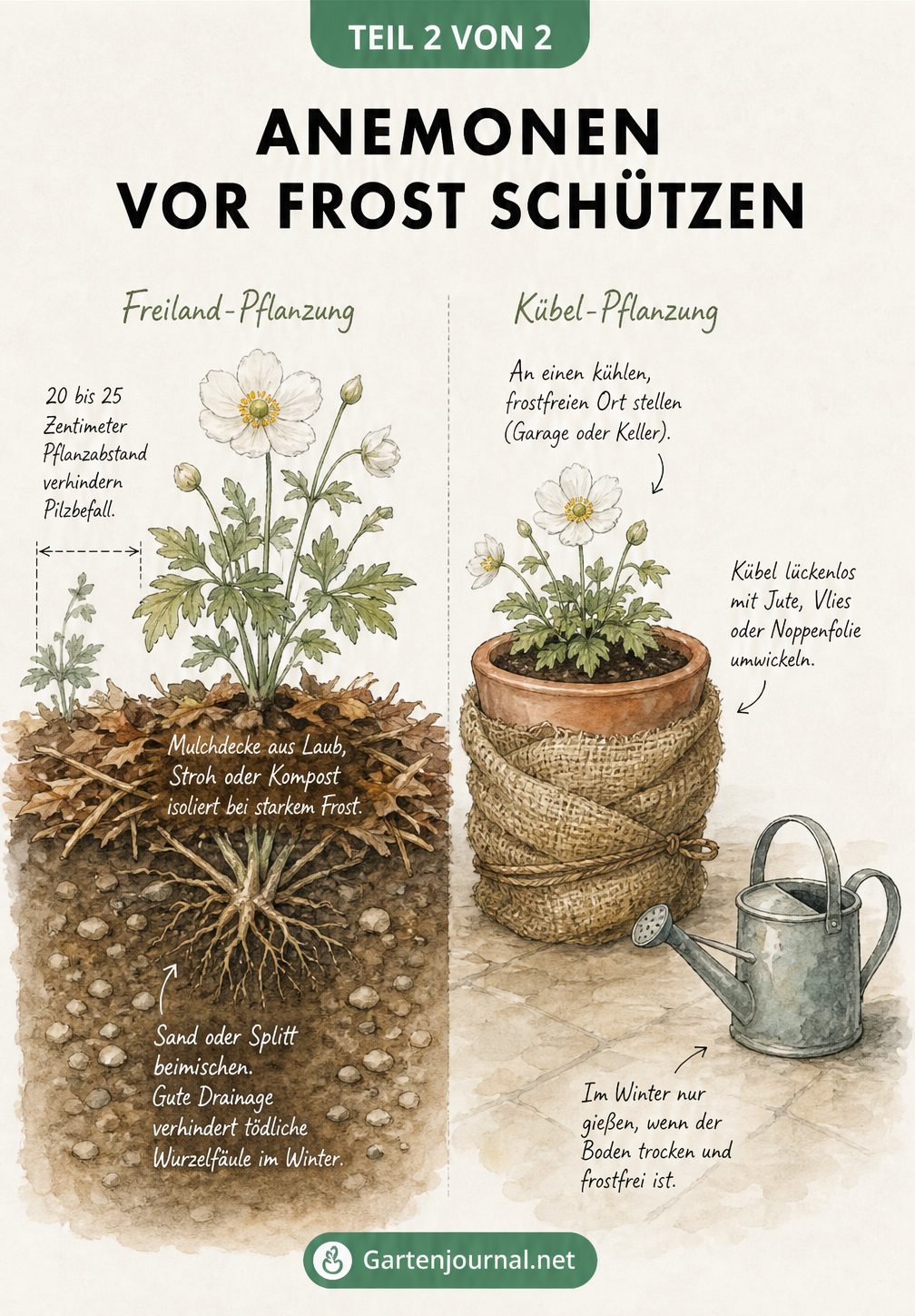 Schnittzeichnung eines Gartenbeets und eines Pflanzkübels mit Schutzmaßnahmen für Anemonen im Winter