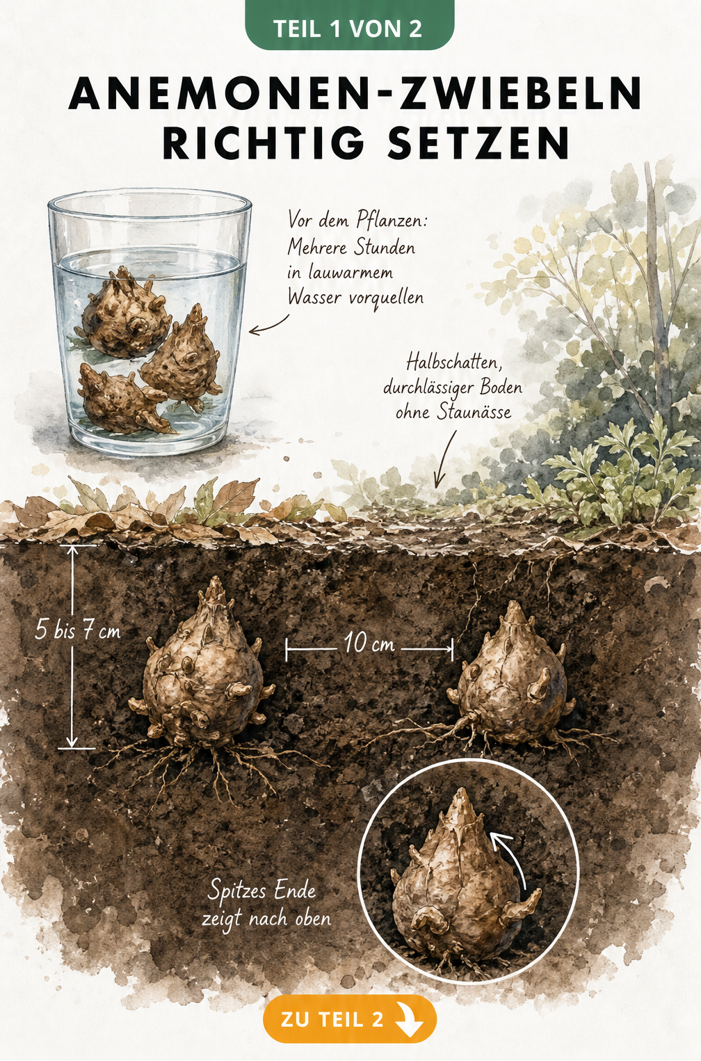 Botanische Schnittzeichnung von Anemonen-Zwiebeln im Wasserglas und in der Erde mit Maßangaben zur Pflanztiefe
