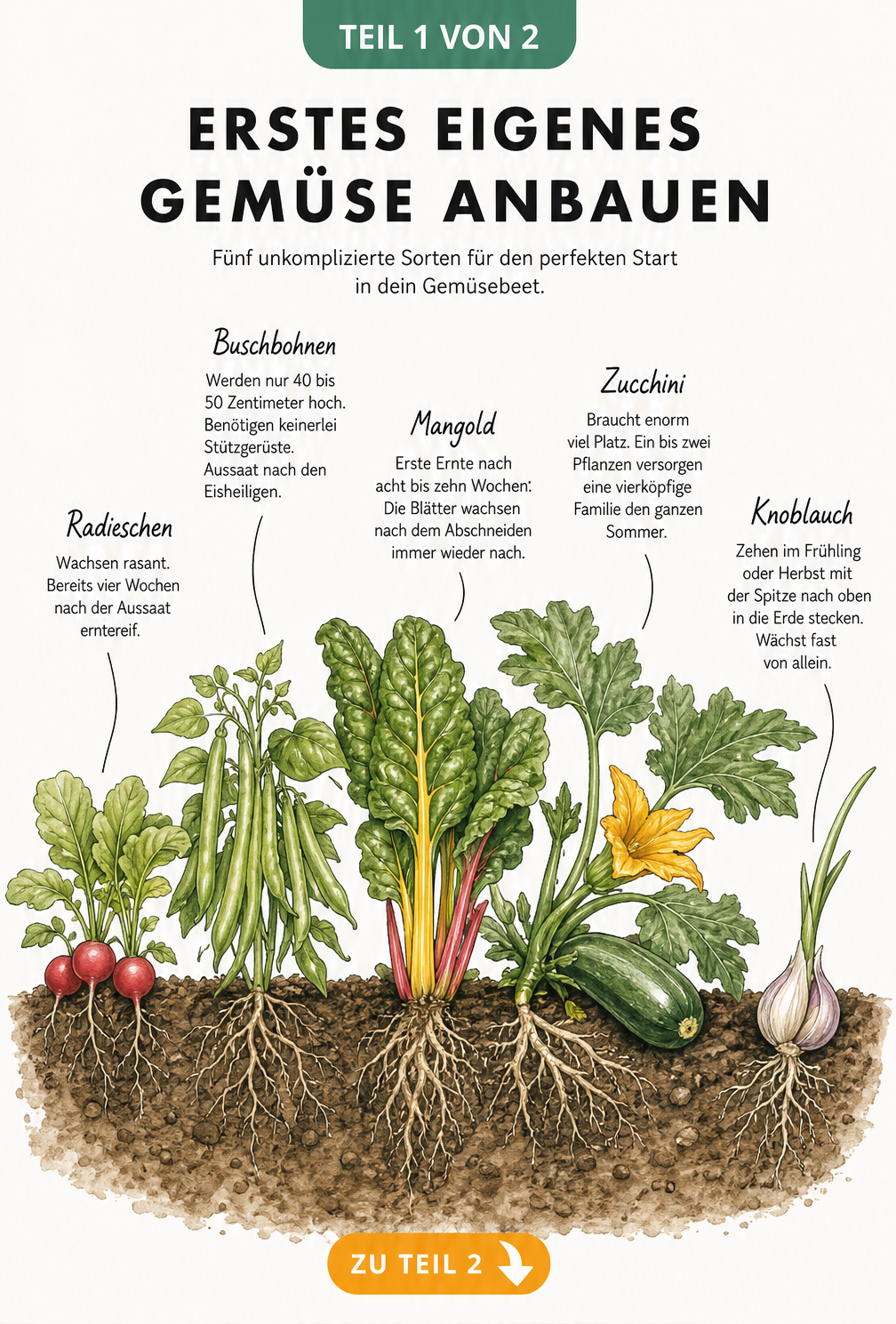 Querschnitt durch ein Gartenbeet mit fünf anfängerfreundlichen Gemüsesorten: Radieschen, Buschbohnen, Mangold, Zucchini und Knoblauch