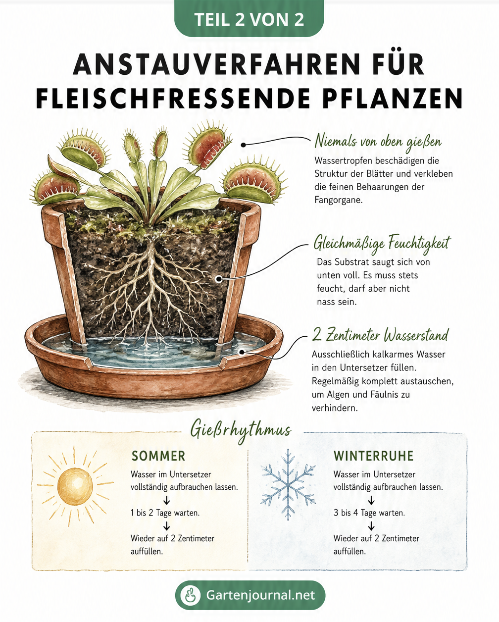 Querschnitt einer Venusfliegenfalle im Tontopf mit Untersetzer, der das Anstauverfahren und den richtigen Wasserstand zeigt