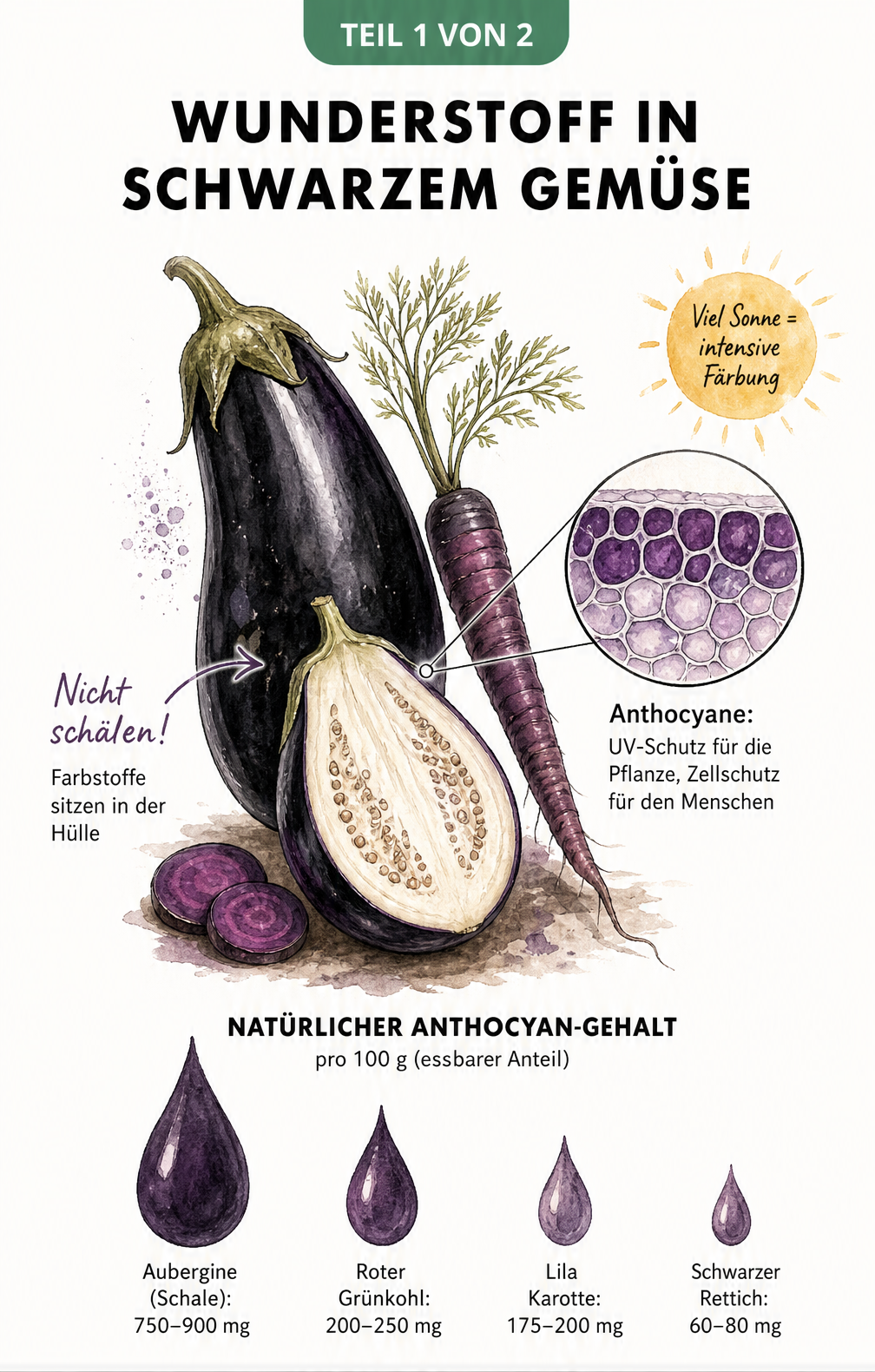 Illustration einer Aubergine und Karotte mit Erklärung zu Anthocyanen und deren Menge in dunklem Gemüse