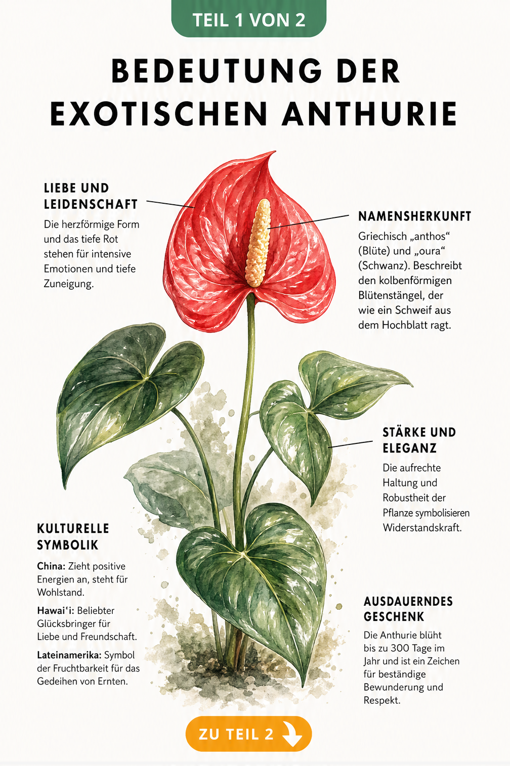 Botanische Illustration einer roten Anthurie mit Erklärungen zur Symbolik von Hochblatt, Blütenkolben und Stiel