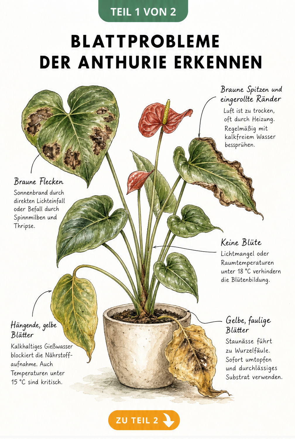 Botanische Illustration einer Anthurie mit typischen Blattproblemen wie braunen Flecken, vertrockneten Spitzen und gelben Blättern
